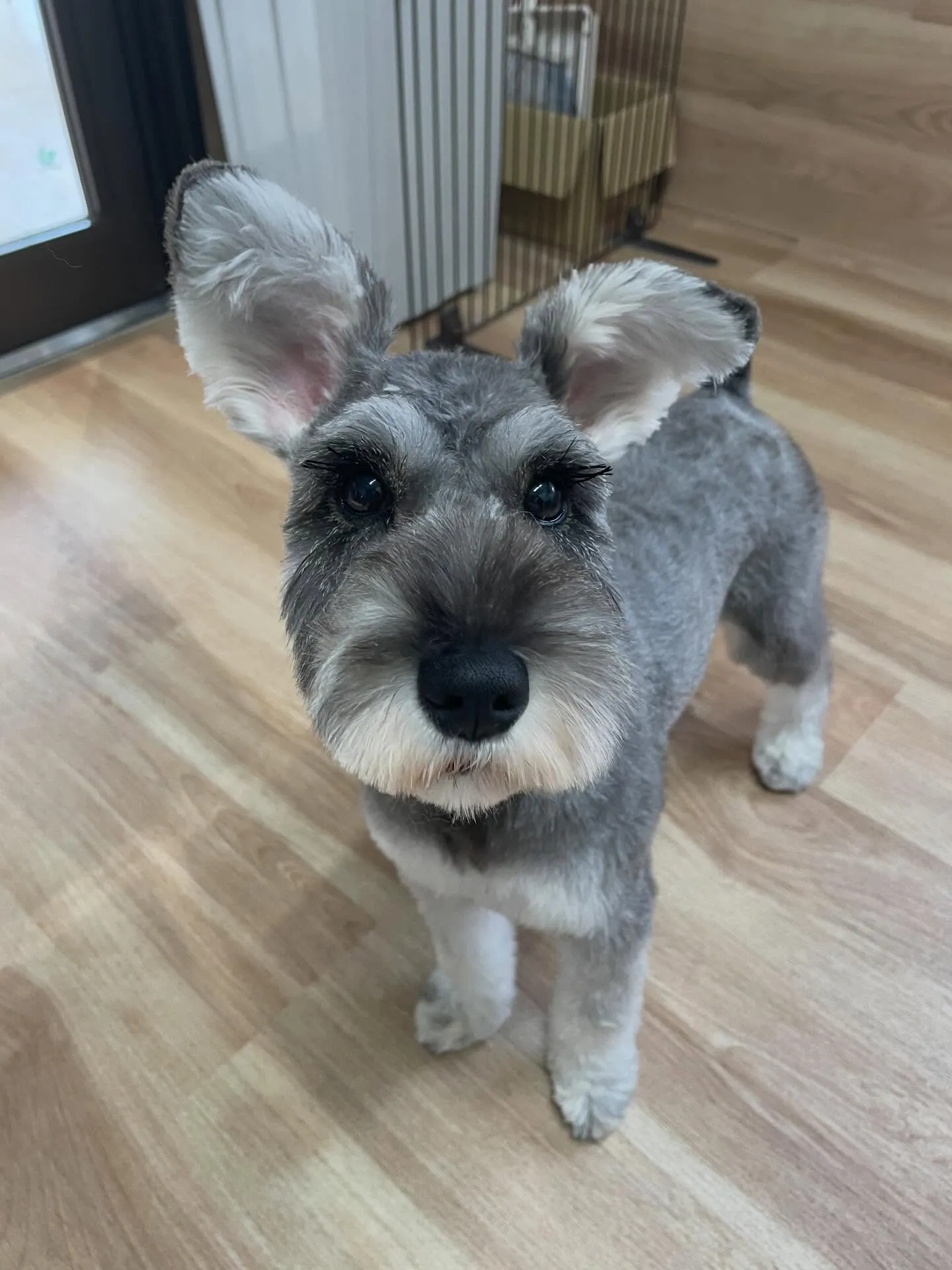 🍃1/14のトリミング🍃シュナウザー🐶｜名東区・千種区・守山...