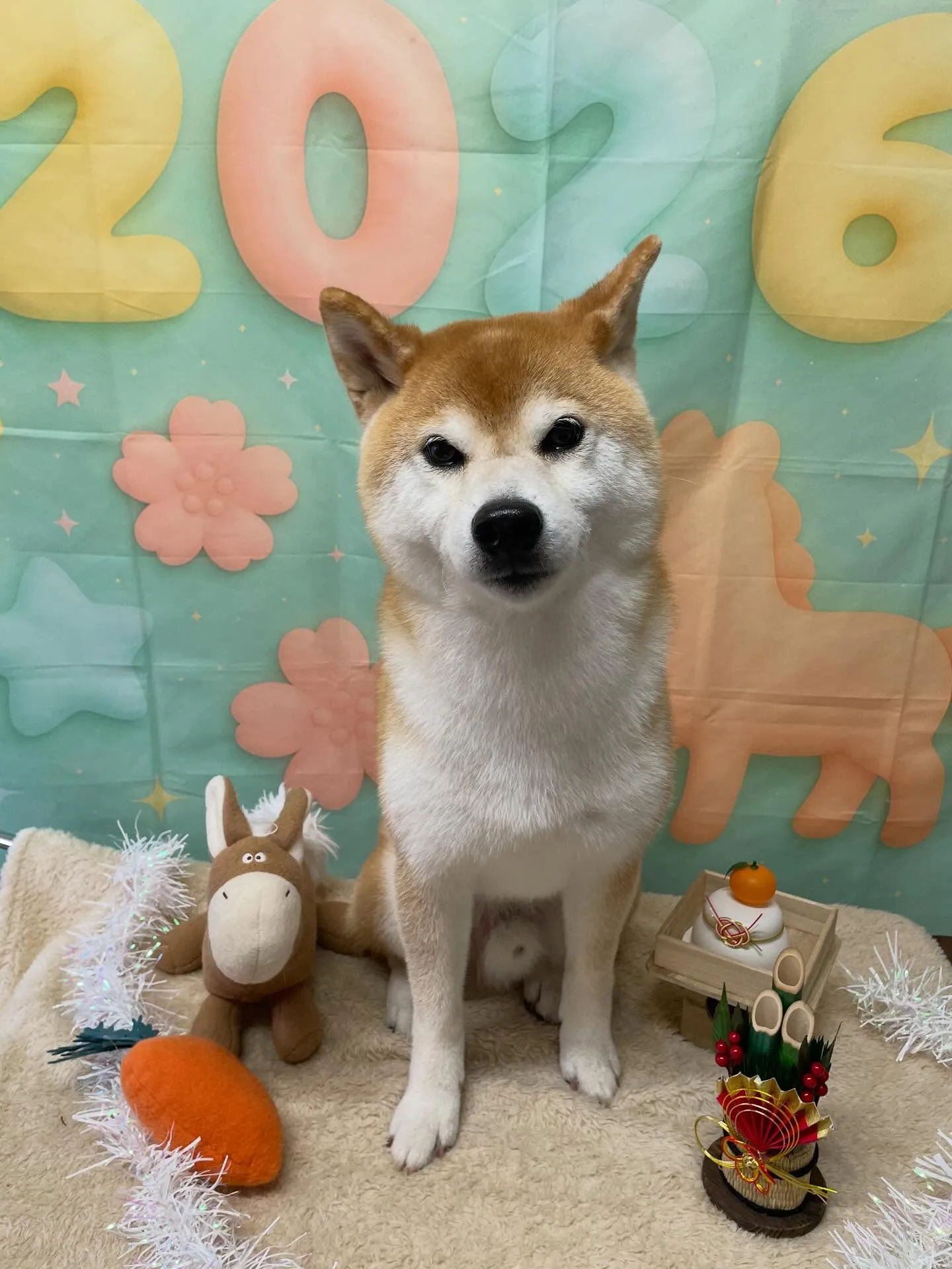 🍃1/14のトリミング🍃柴犬🐶｜名東区・千種区・守山区の動物...