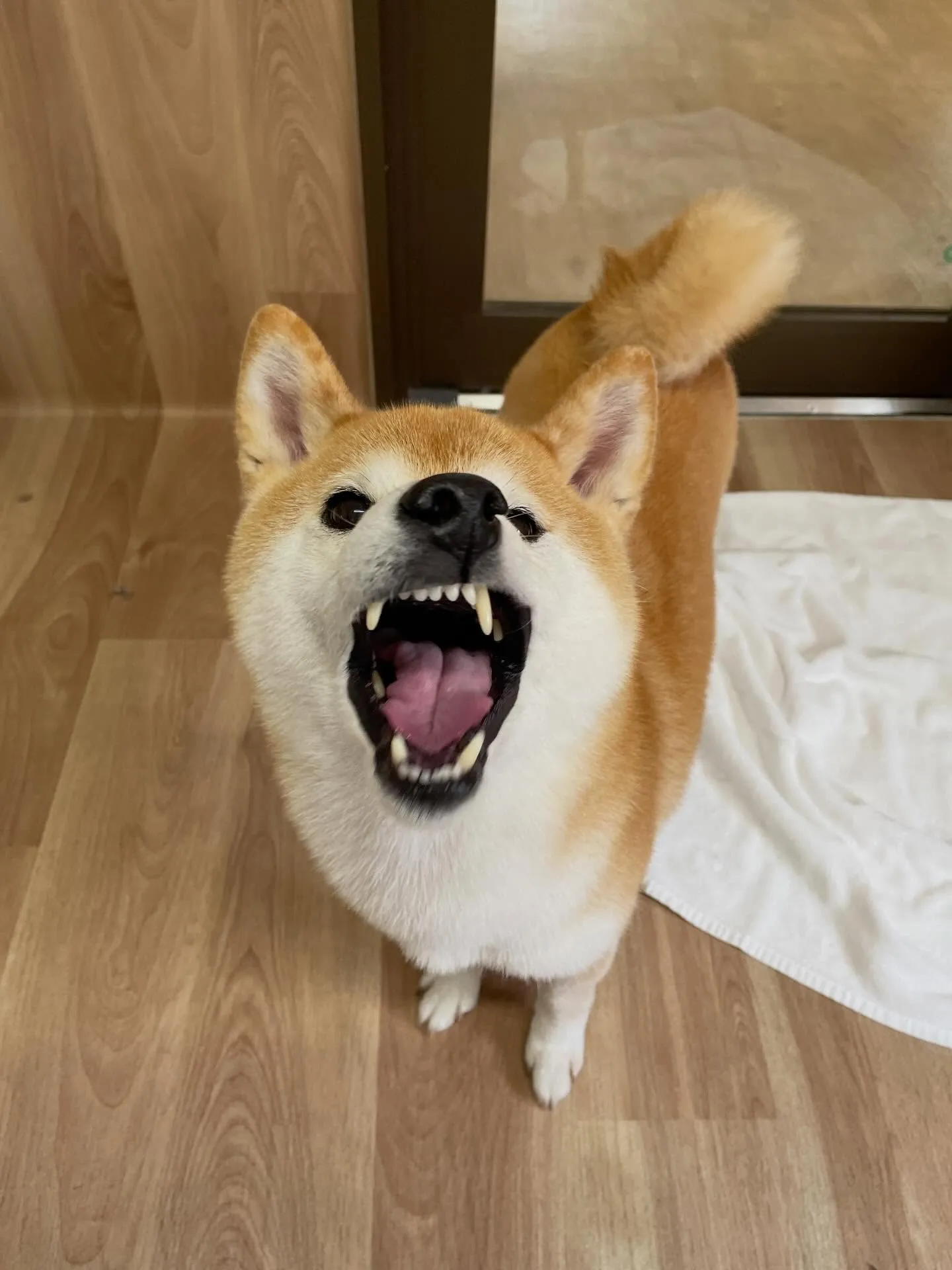 🍃1/14のトリミング🍃柴犬🐶｜名東区・千種区・守山区の動物...