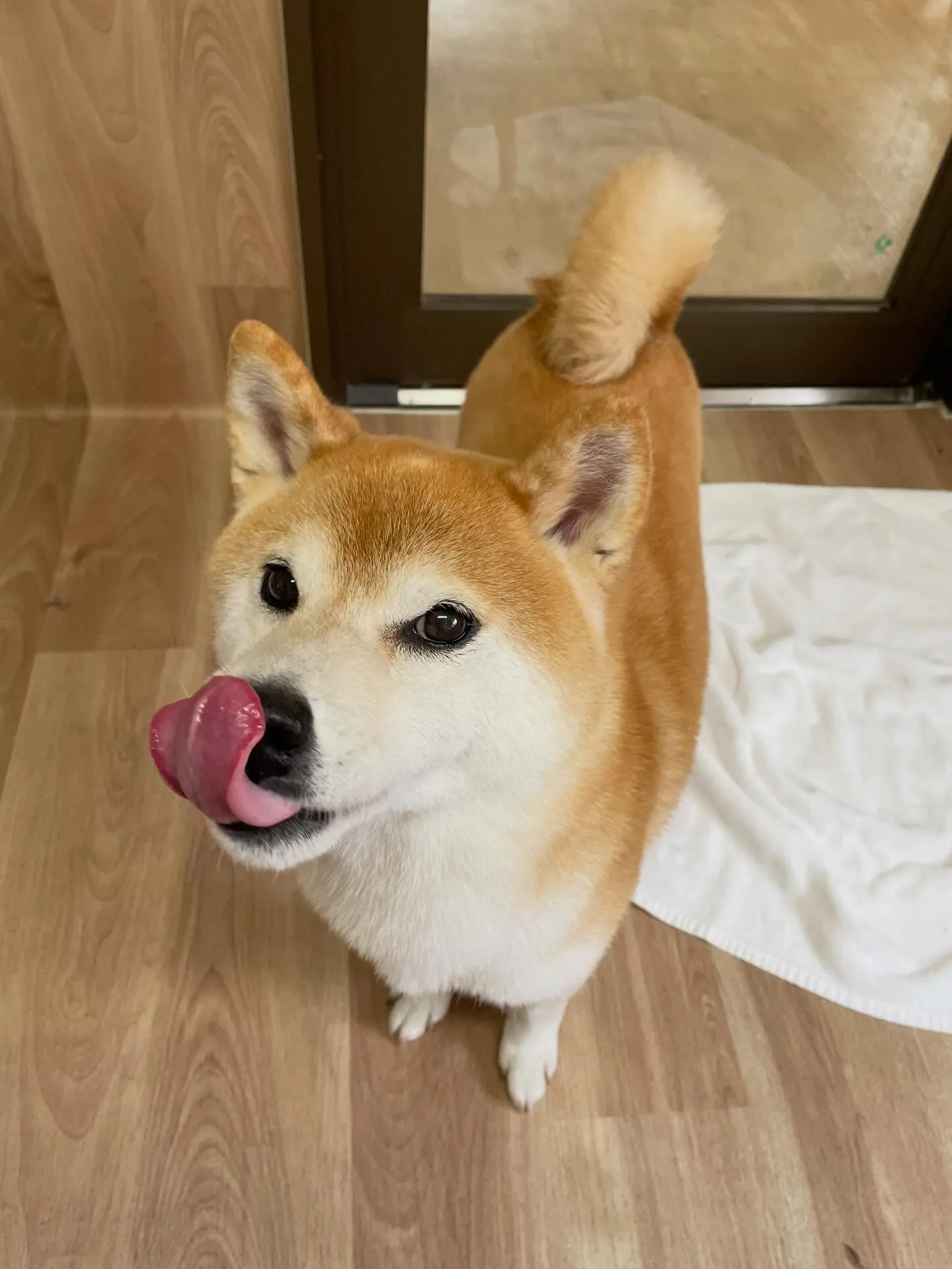 🍃1/14のトリミング🍃柴犬🐶｜名東区・千種区・守山区の動物...