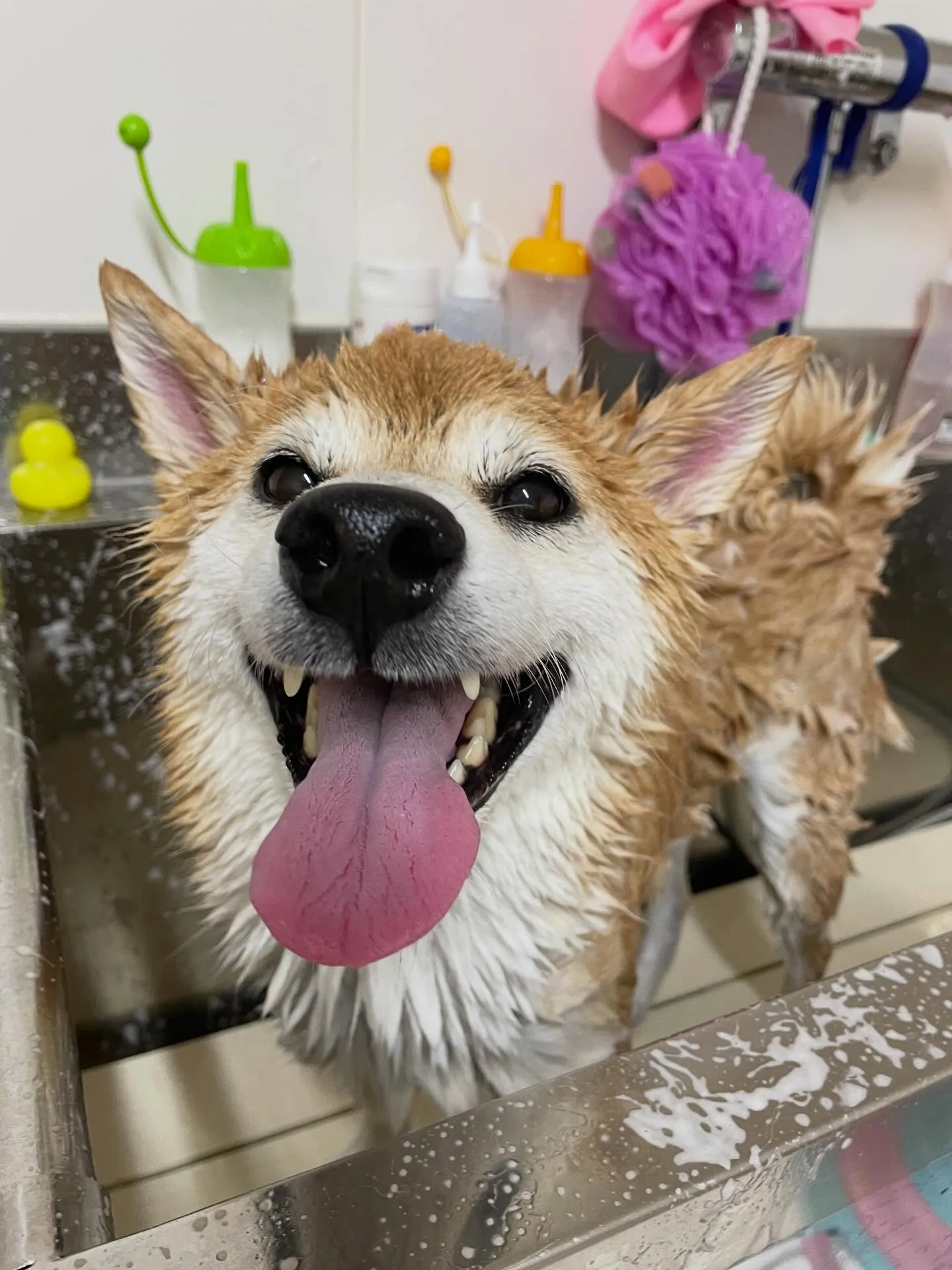 🍃1/14のトリミング🍃柴犬🐶｜名東区・千種区・守山区の動物...