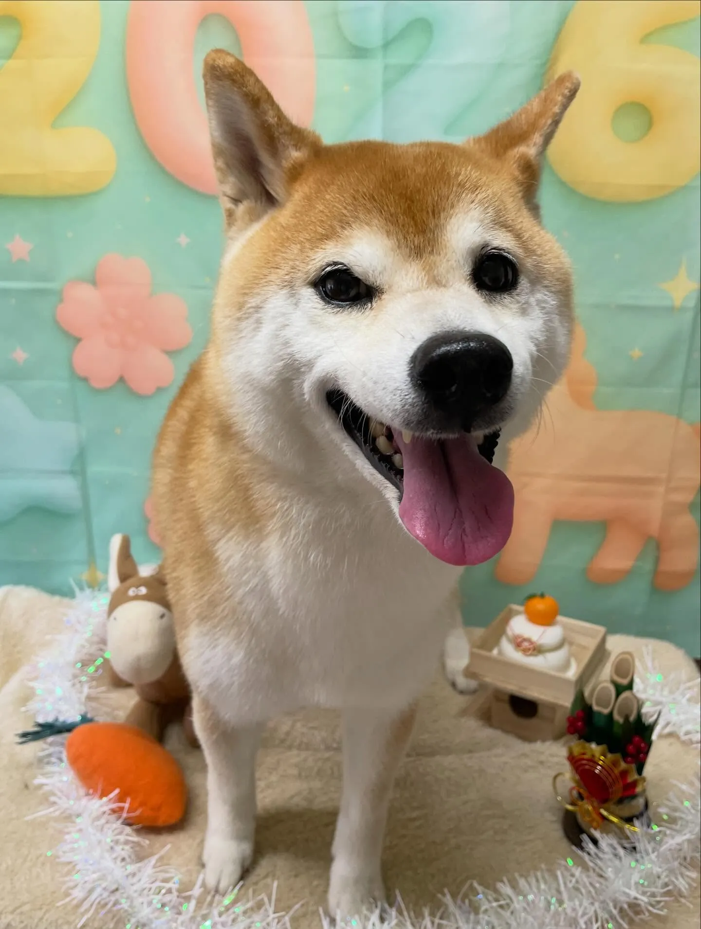 🍃1/14のトリミング🍃柴犬🐶｜名東区・千種区・守山区の動物...