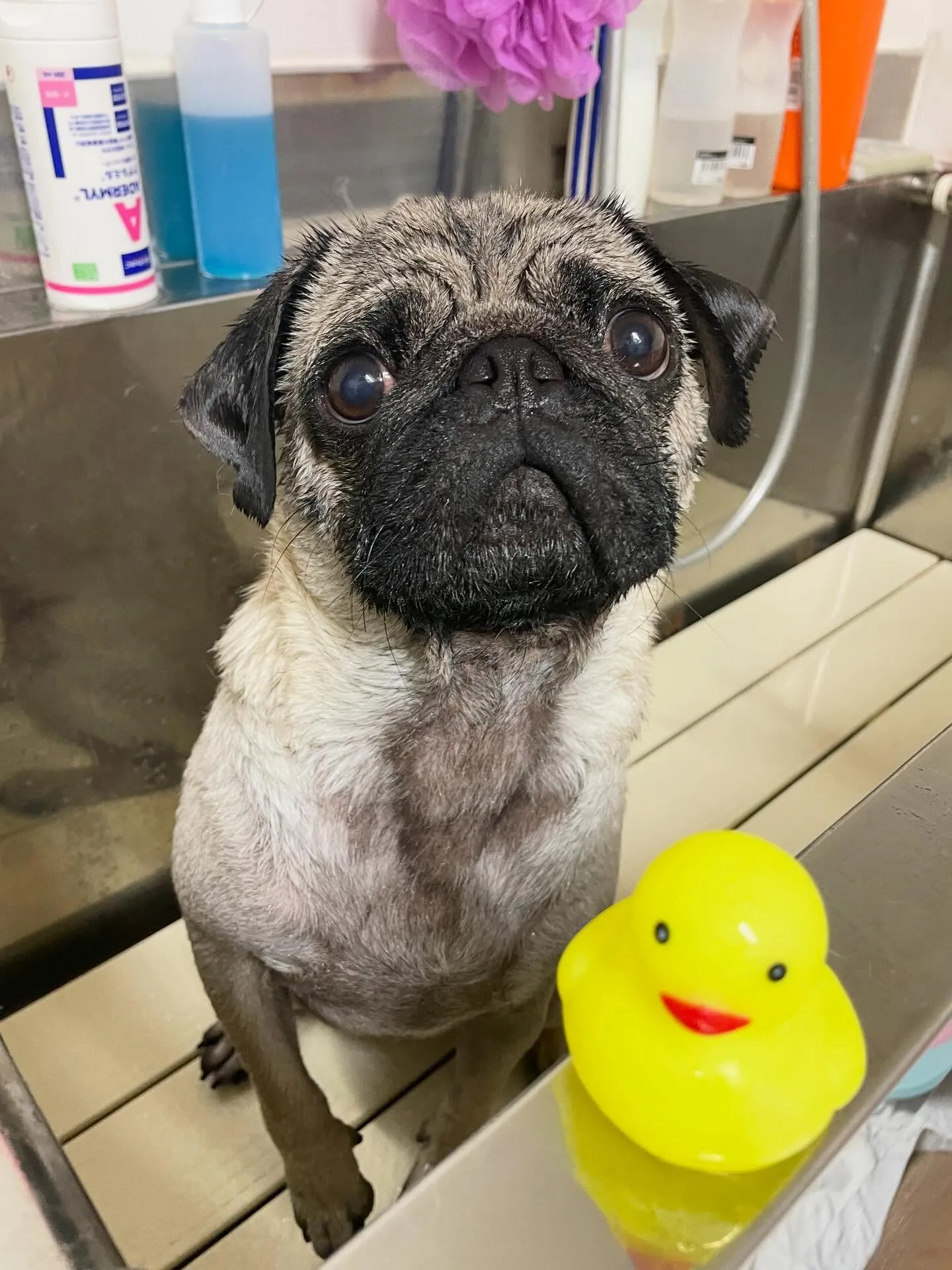 🍃1/14トリミング🍃パグ🐶｜名東区・千種区・守山区の動物病...