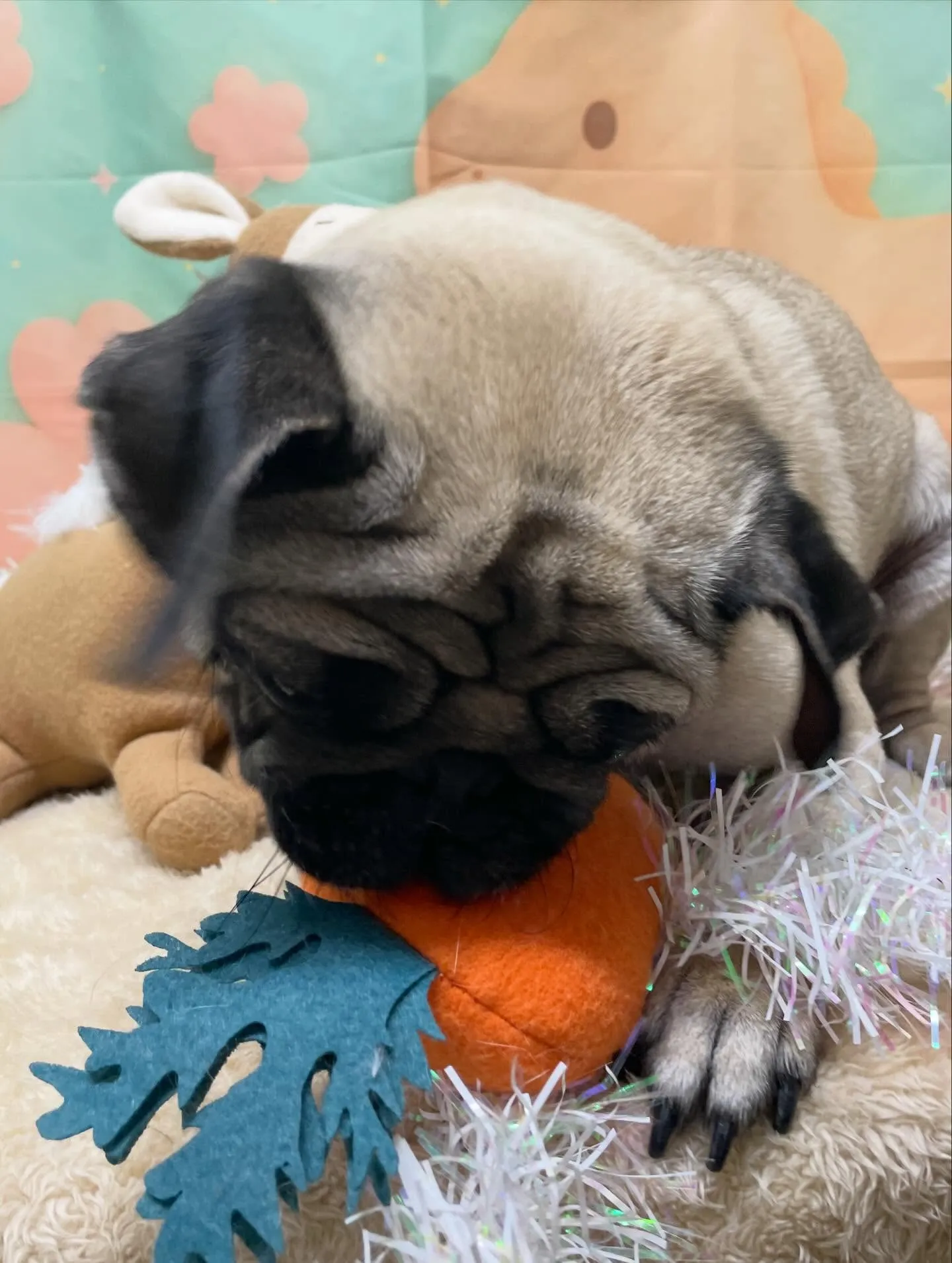 🍃1/14トリミング🍃パグ🐶｜名東区・千種区・守山区の動物病...