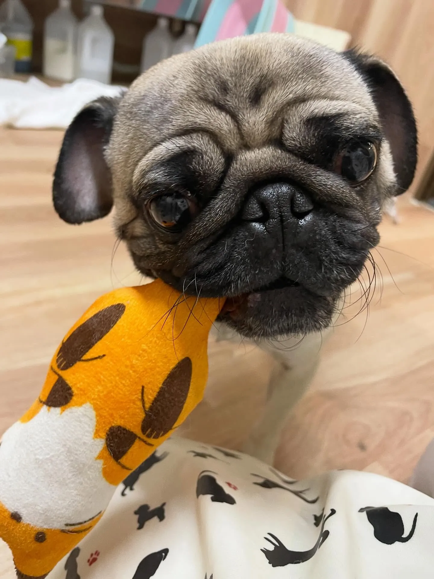 🍃1/14トリミング🍃パグ🐶｜名東区・千種区・守山区の動物病...