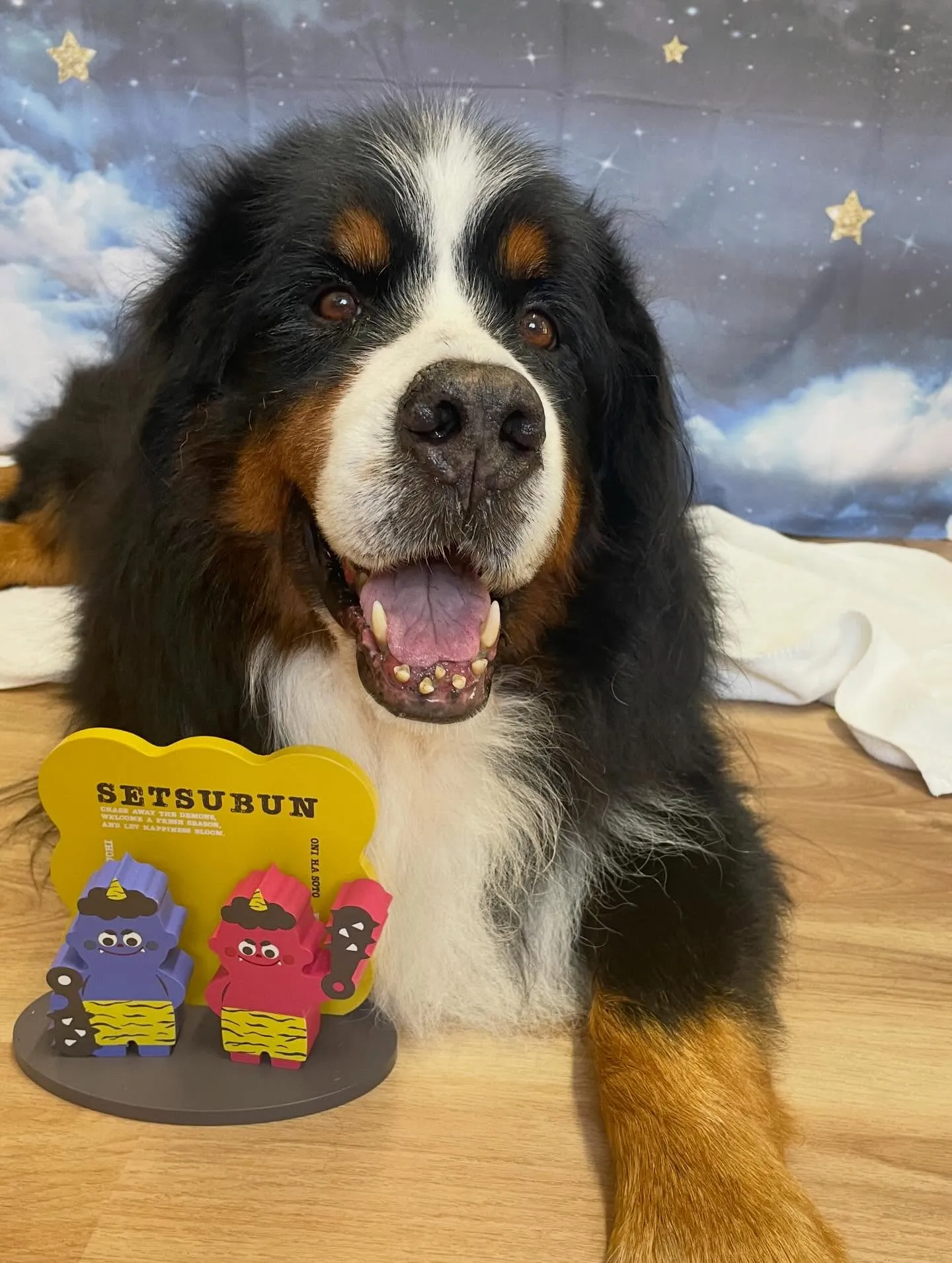 🍃1/16のトリミング🍃バーニーズマウンテンドッグ🐶｜名東区...