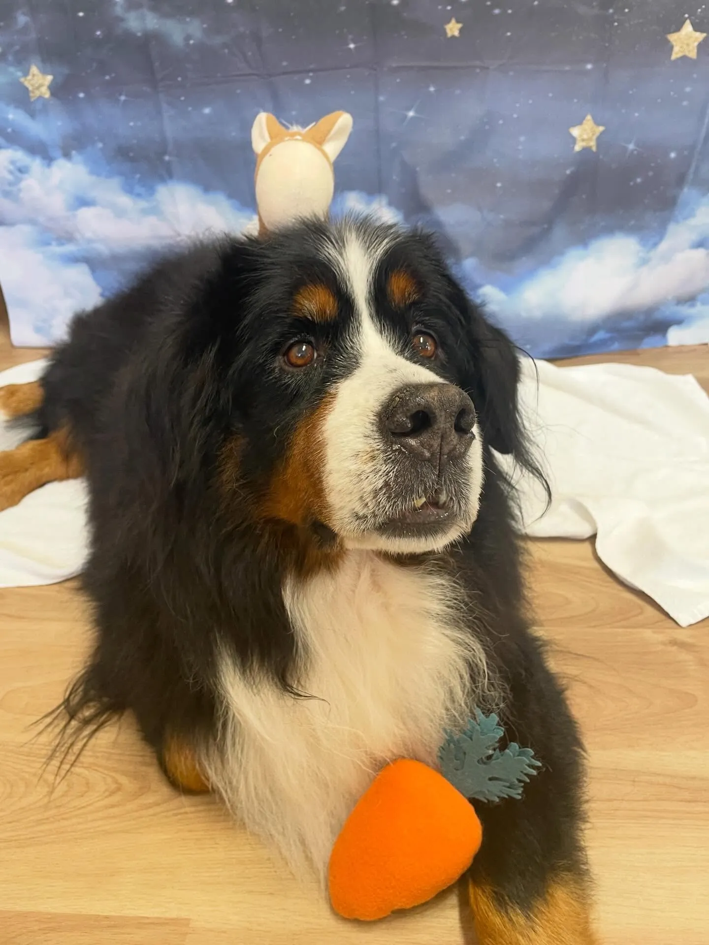 🍃1/16のトリミング🍃バーニーズマウンテンドッグ🐶｜名東区...