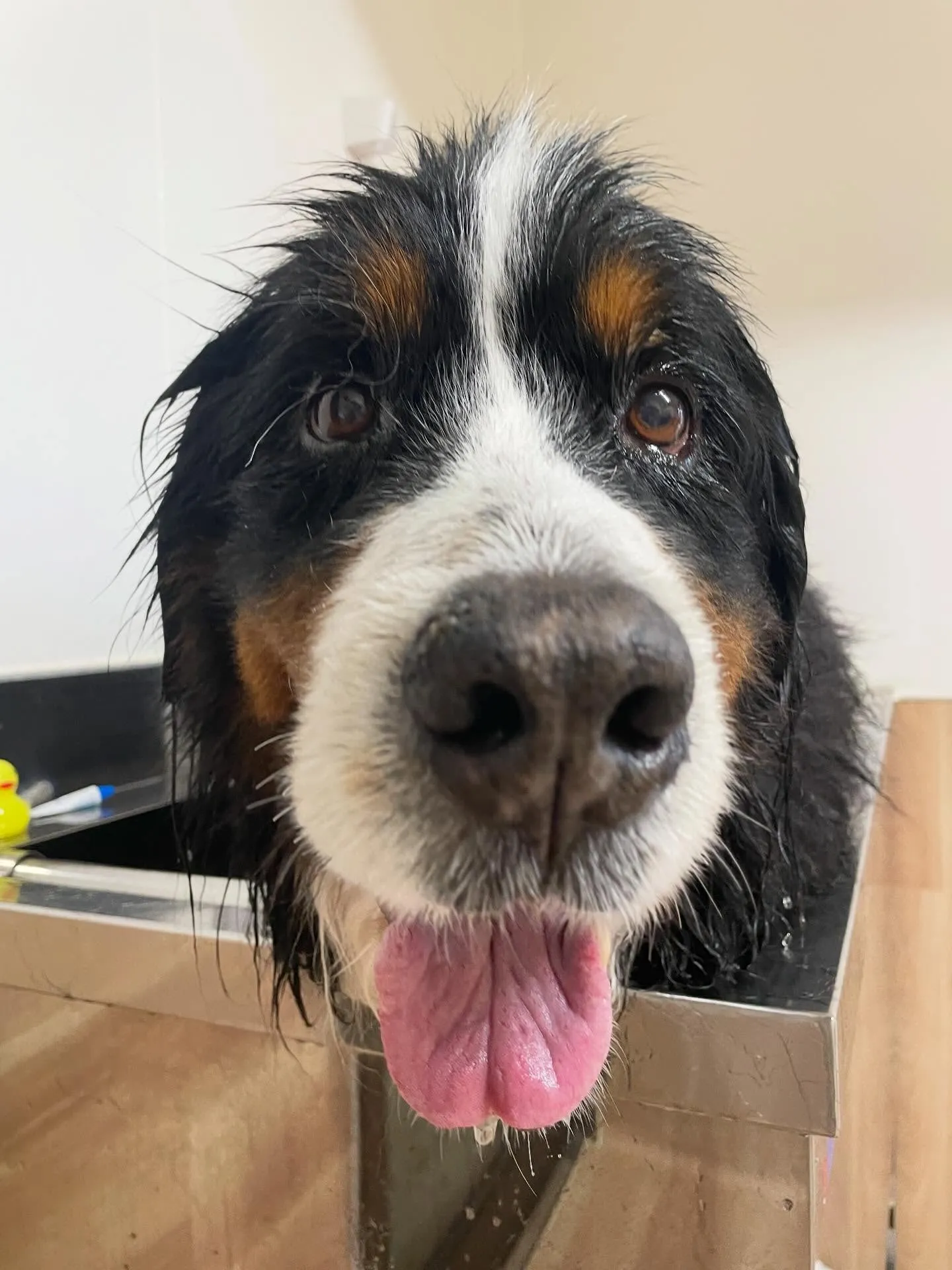 🍃1/16のトリミング🍃バーニーズマウンテンドッグ🐶｜名東区...