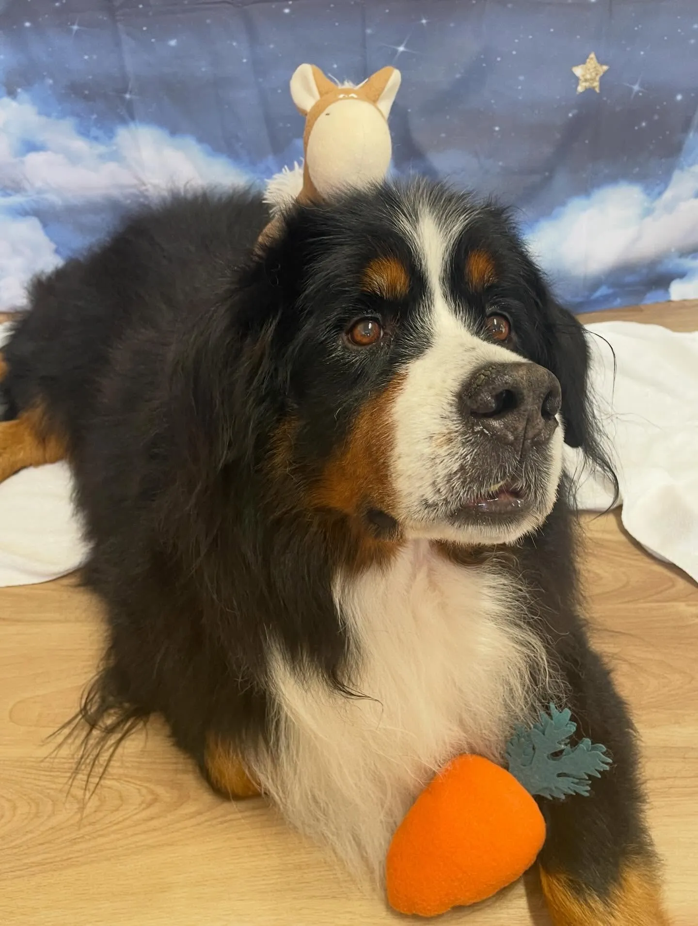 🍃1/16のトリミング🍃バーニーズマウンテンドッグ🐶｜名東区...