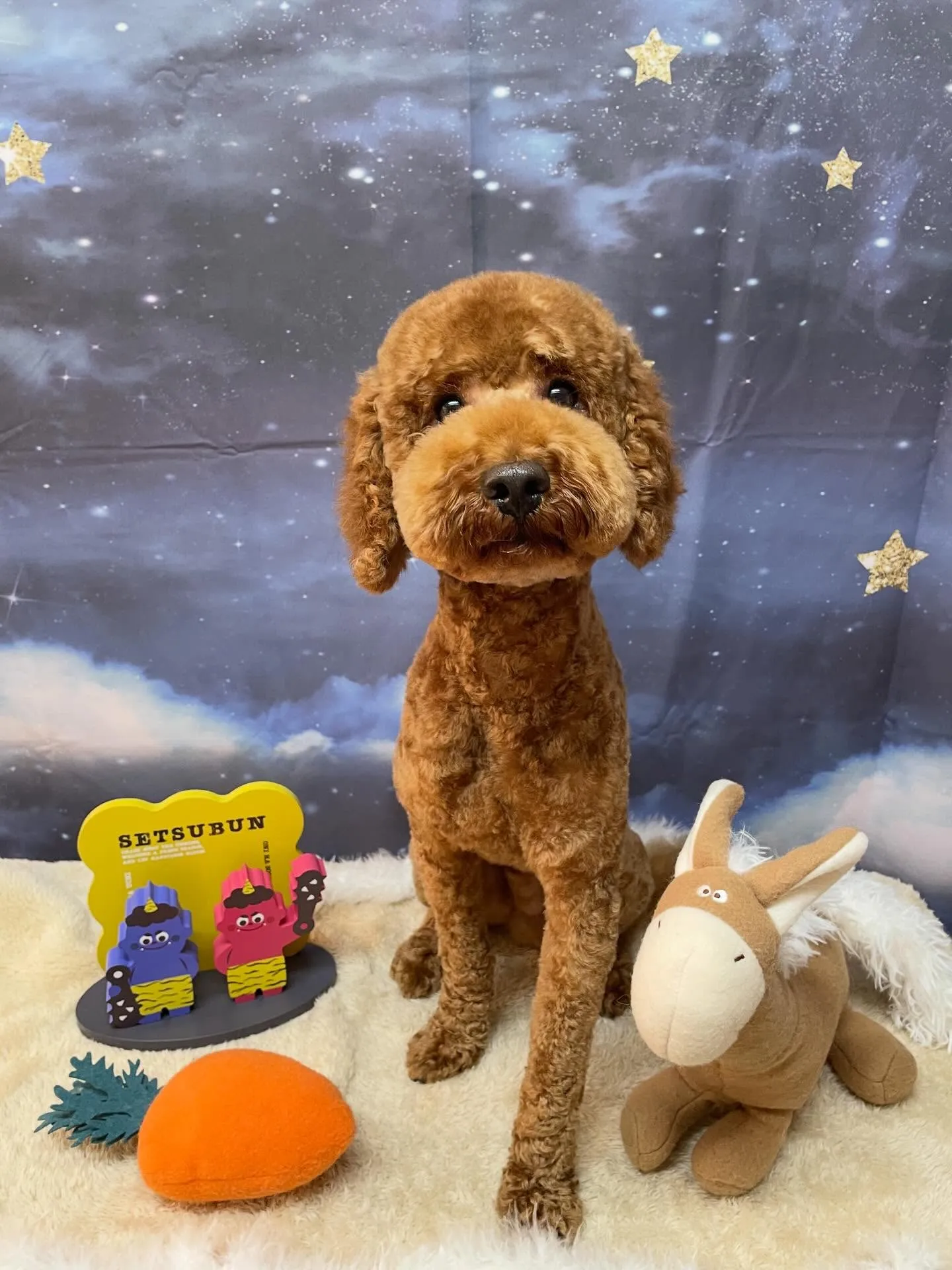 🍃1/16のトリミング🍃プードル🐶｜名東区・千種区・守山区の...