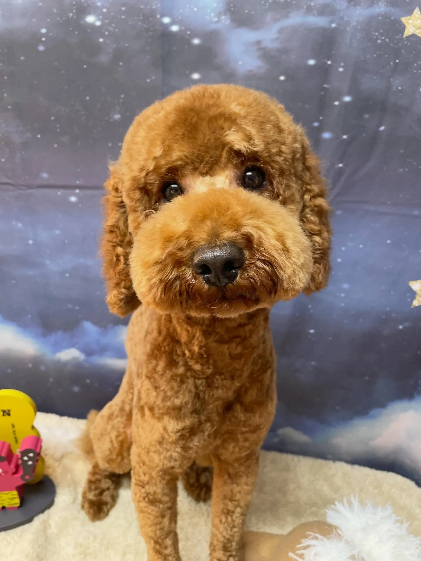 🍃1/16のトリミング🍃プードル🐶｜名東区・千種区・守山区の...