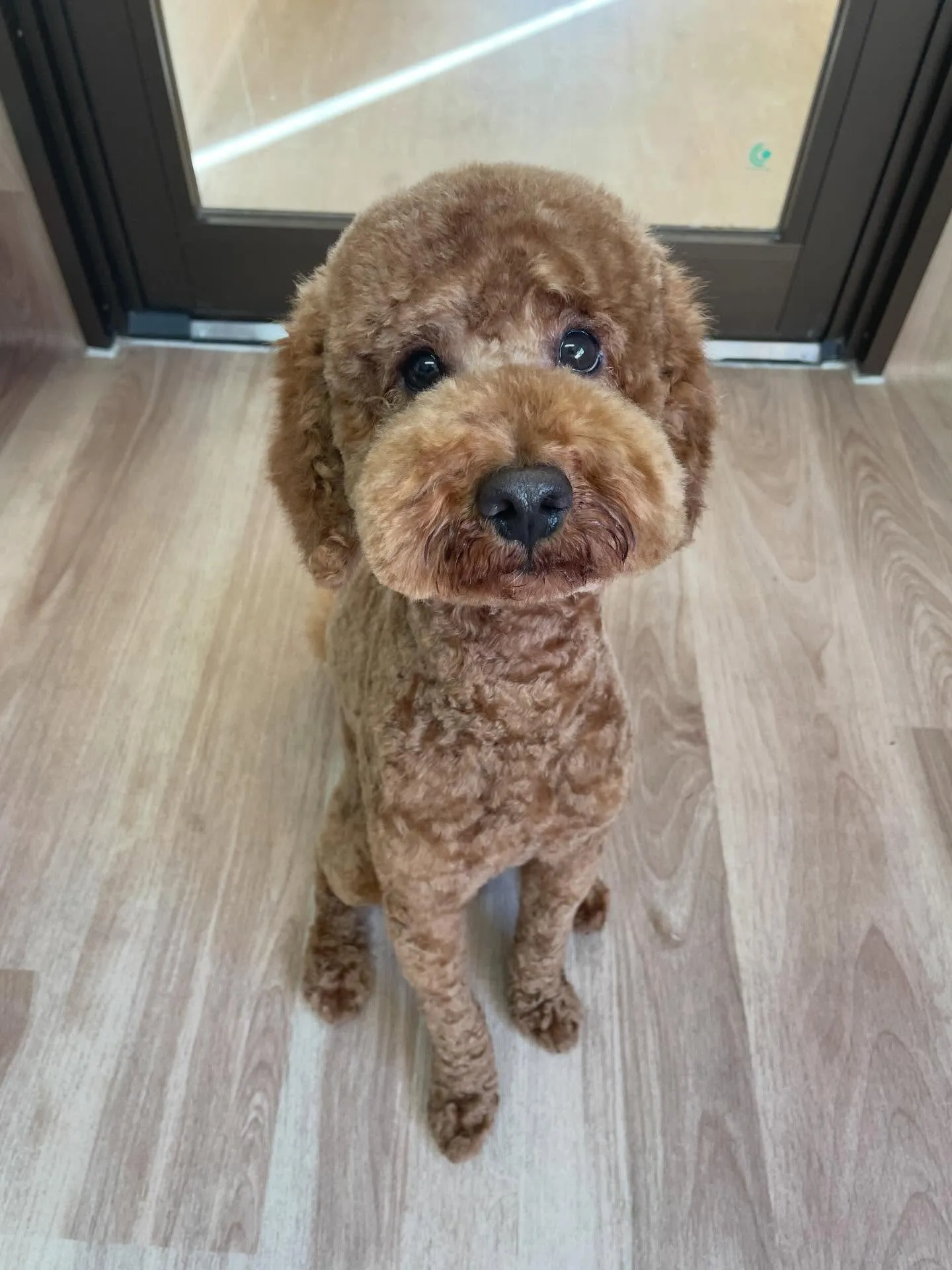 🍃1/16のトリミング🍃プードル🐶｜名東区・千種区・守山区の...