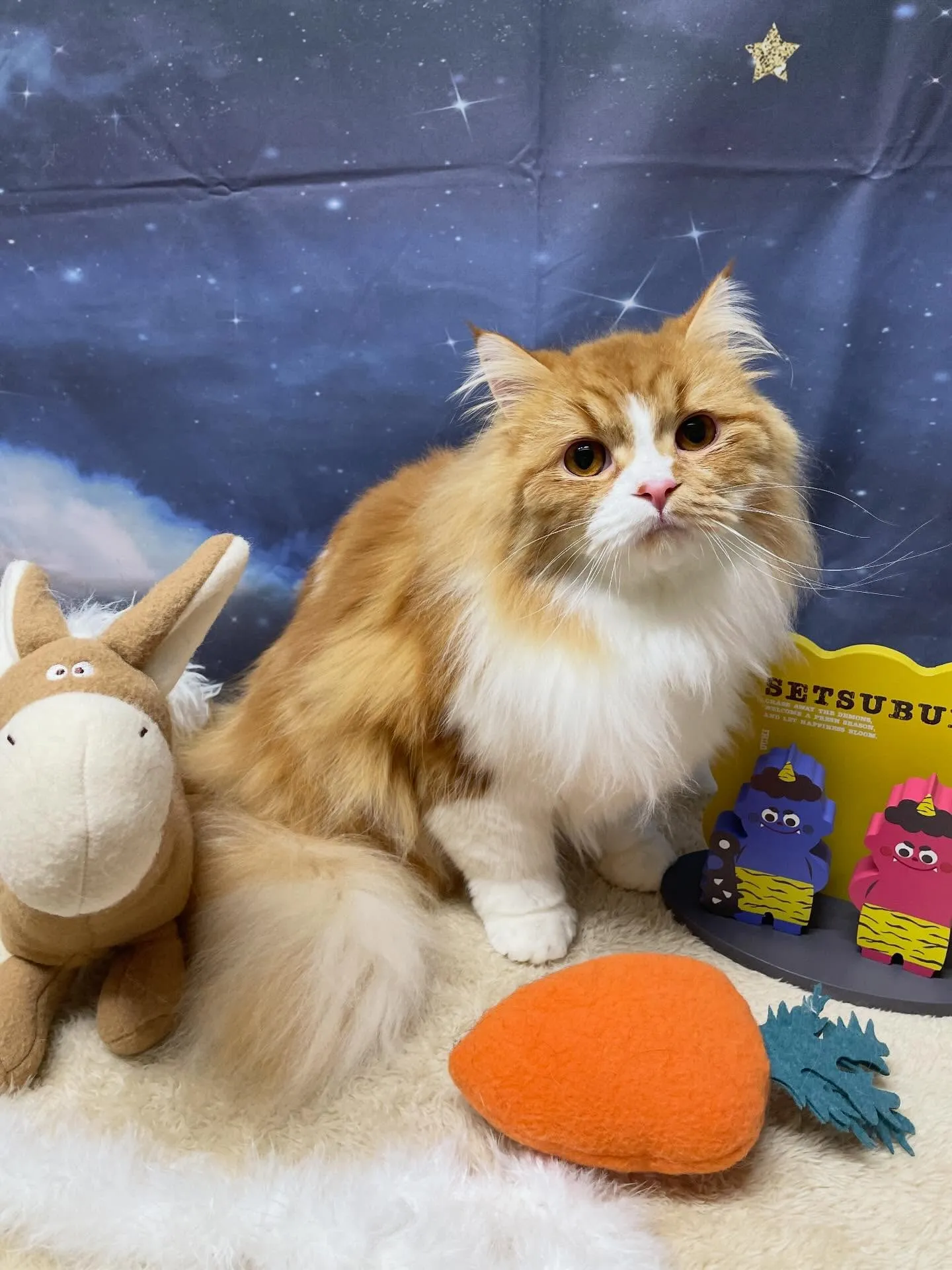 🍃1/16のトリミング🍃スコティッシュフォールド🐱｜名東区・...