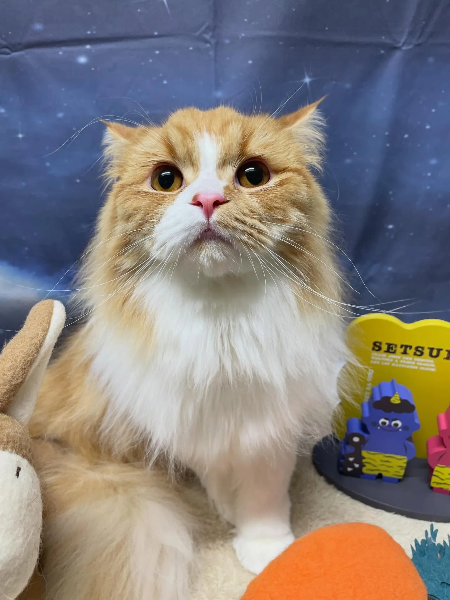 🍃1/16のトリミング🍃スコティッシュフォールド🐱｜名東区・...