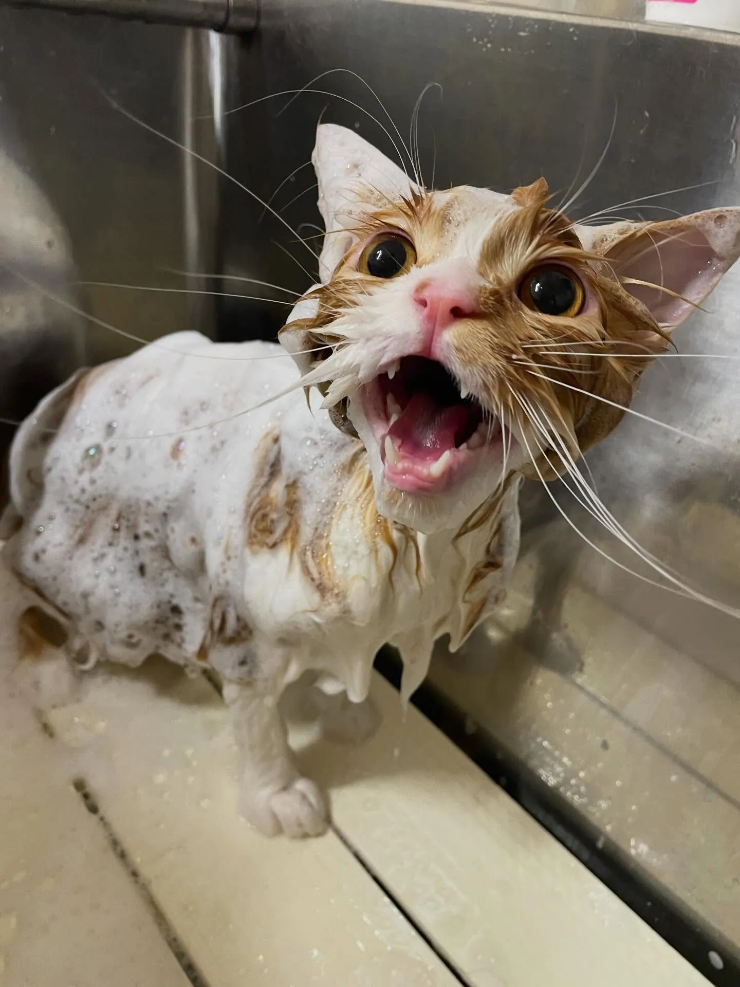 🍃1/16のトリミング🍃スコティッシュフォールド🐱｜名東区・...