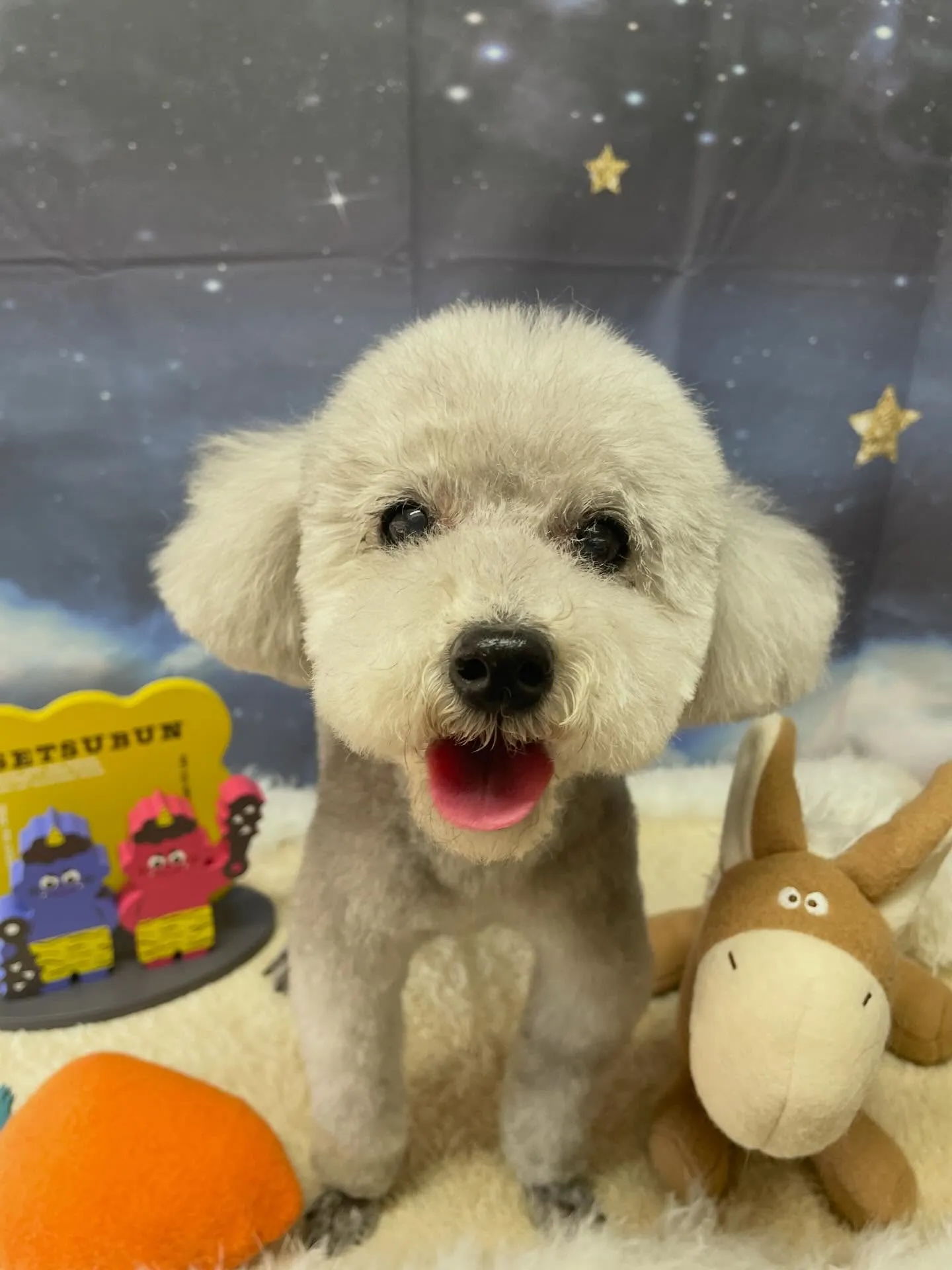 🍃1/17のトリミング🍃プードル🐶｜名東区・千種区・守山区の...