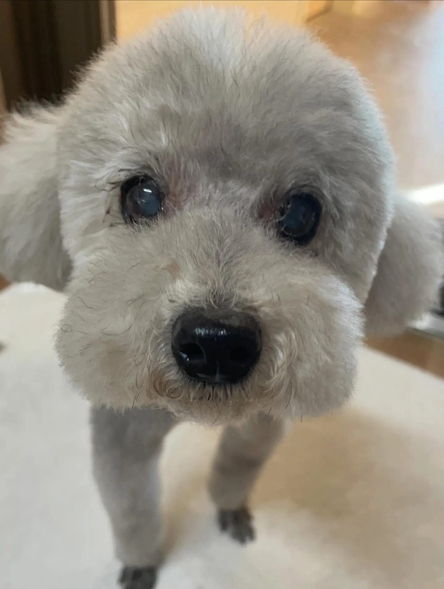 🍃1/17のトリミング🍃プードル🐶｜名東区・千種区・守山区の...