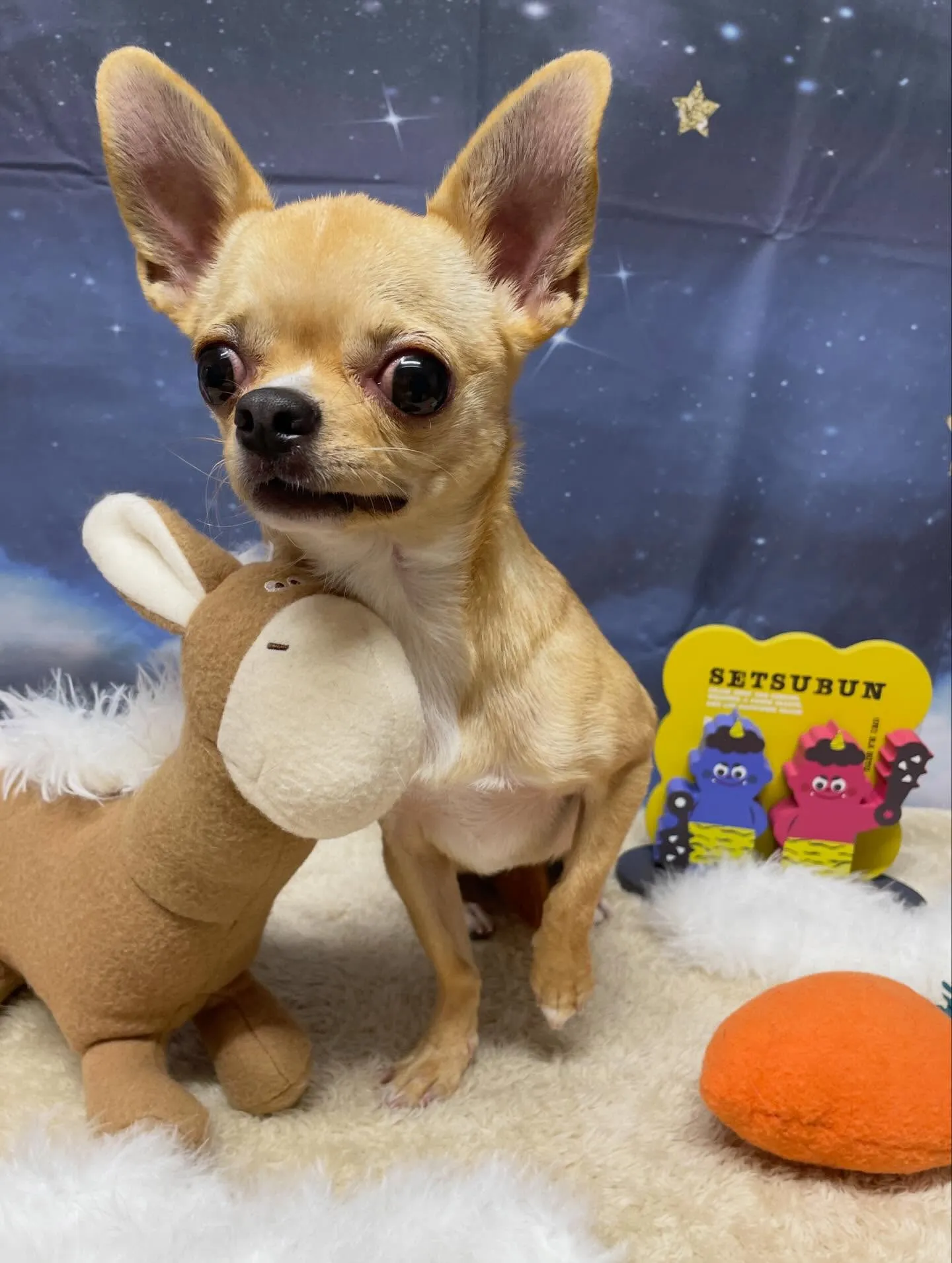 🍃1/17のトリミング🍃チワワ🐶｜名東区・千種区・守山区の動...