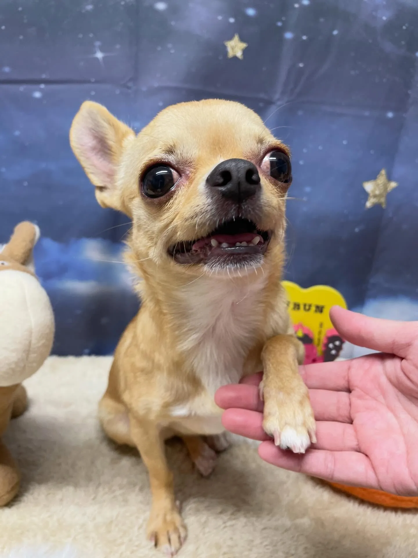 🍃1/17のトリミング🍃チワワ🐶｜名東区・千種区・守山区の動...