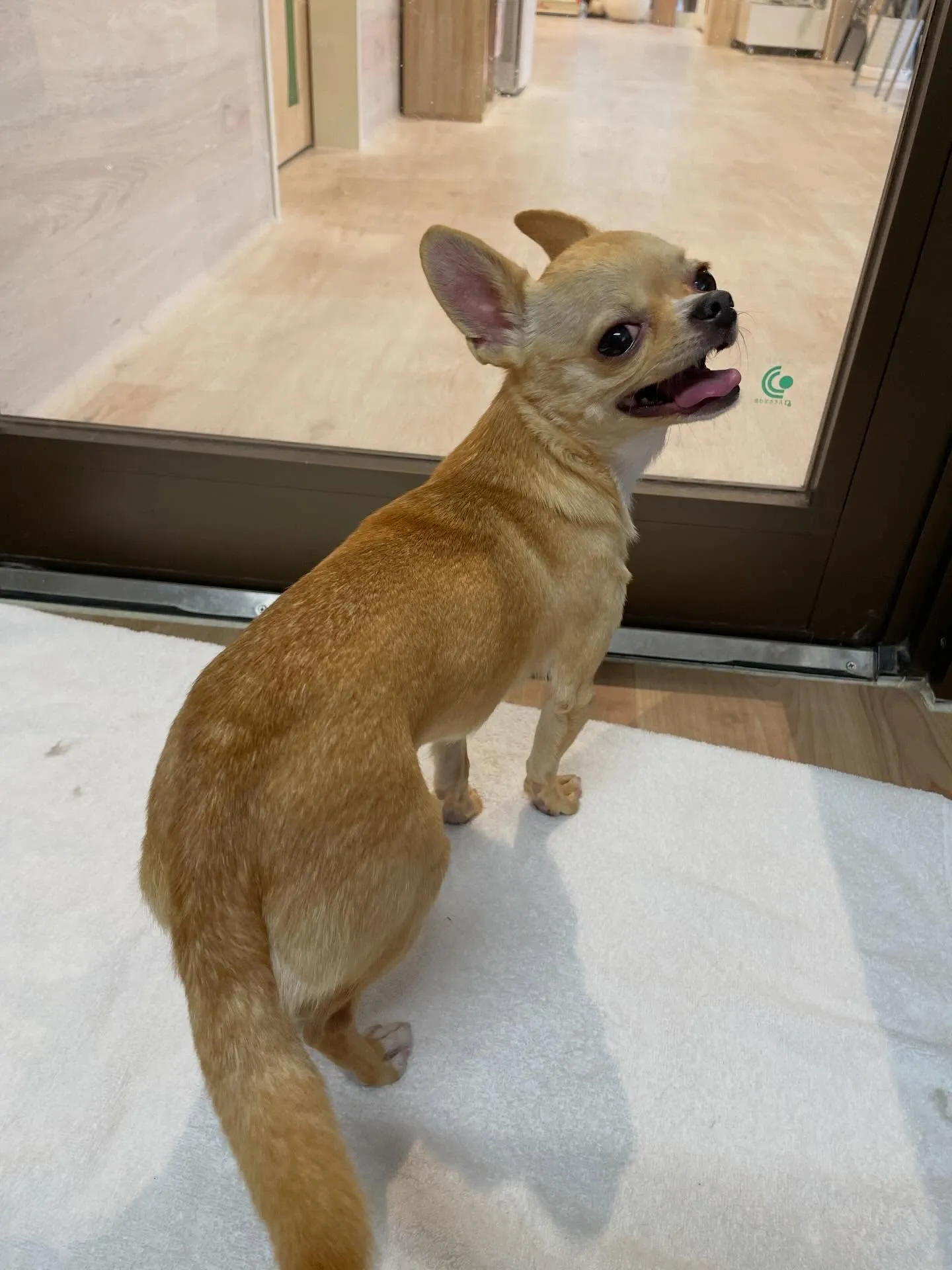 🍃1/17のトリミング🍃チワワ🐶｜名東区・千種区・守山区の動...