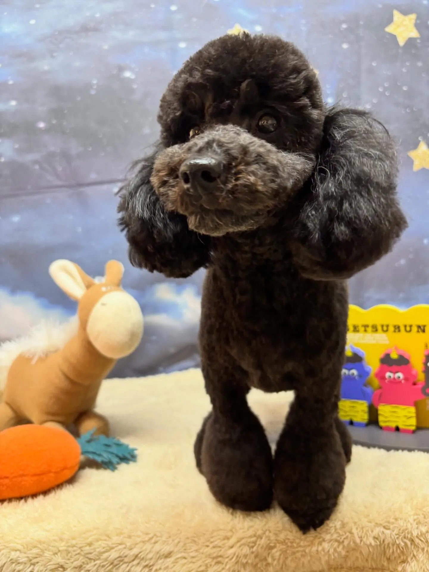 🍃今日のトリミング🍃トイプードル🐶｜名東区・千種区・守山区の...