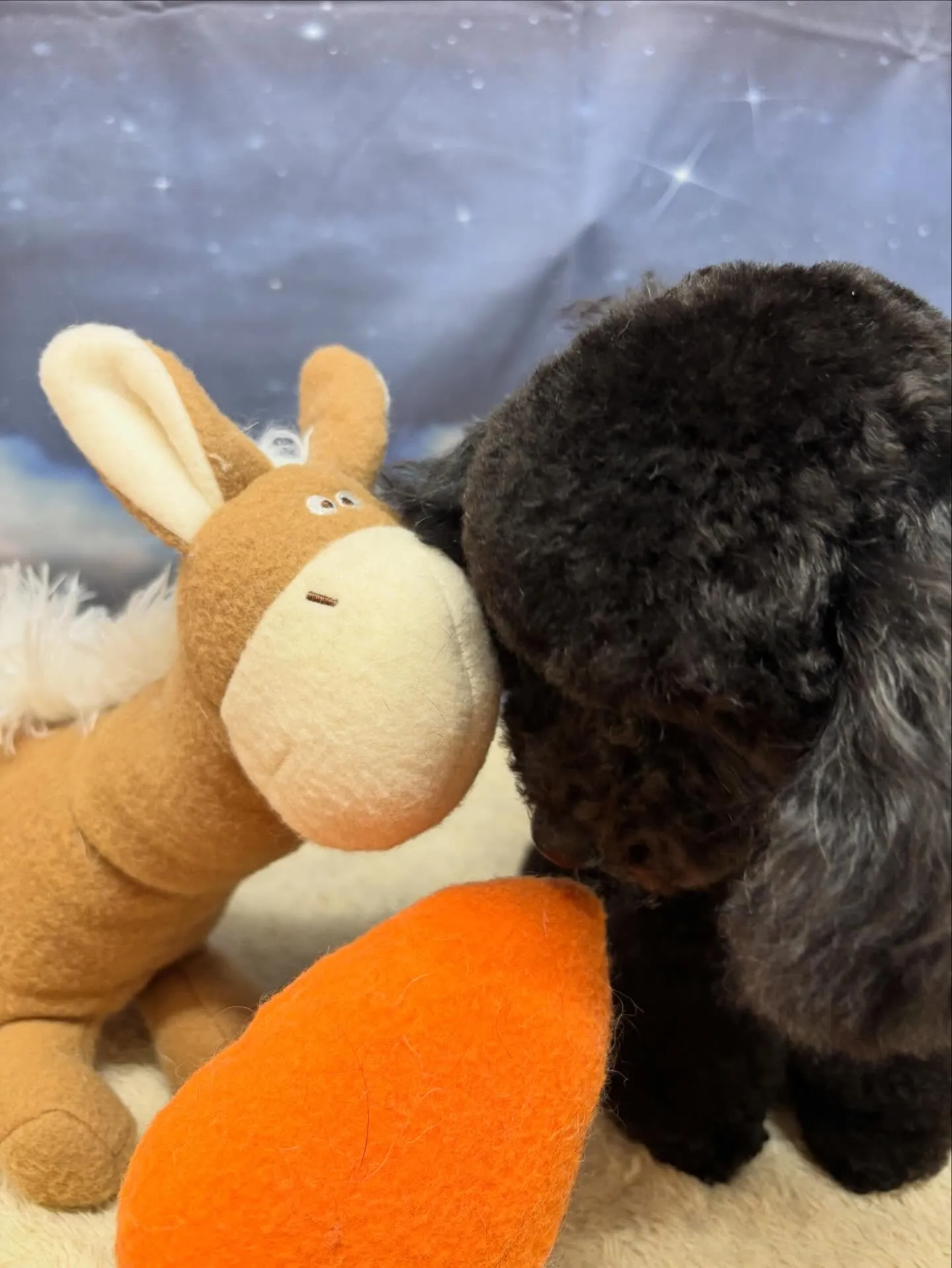 🍃今日のトリミング🍃トイプードル🐶｜名東区・千種区・守山区の...