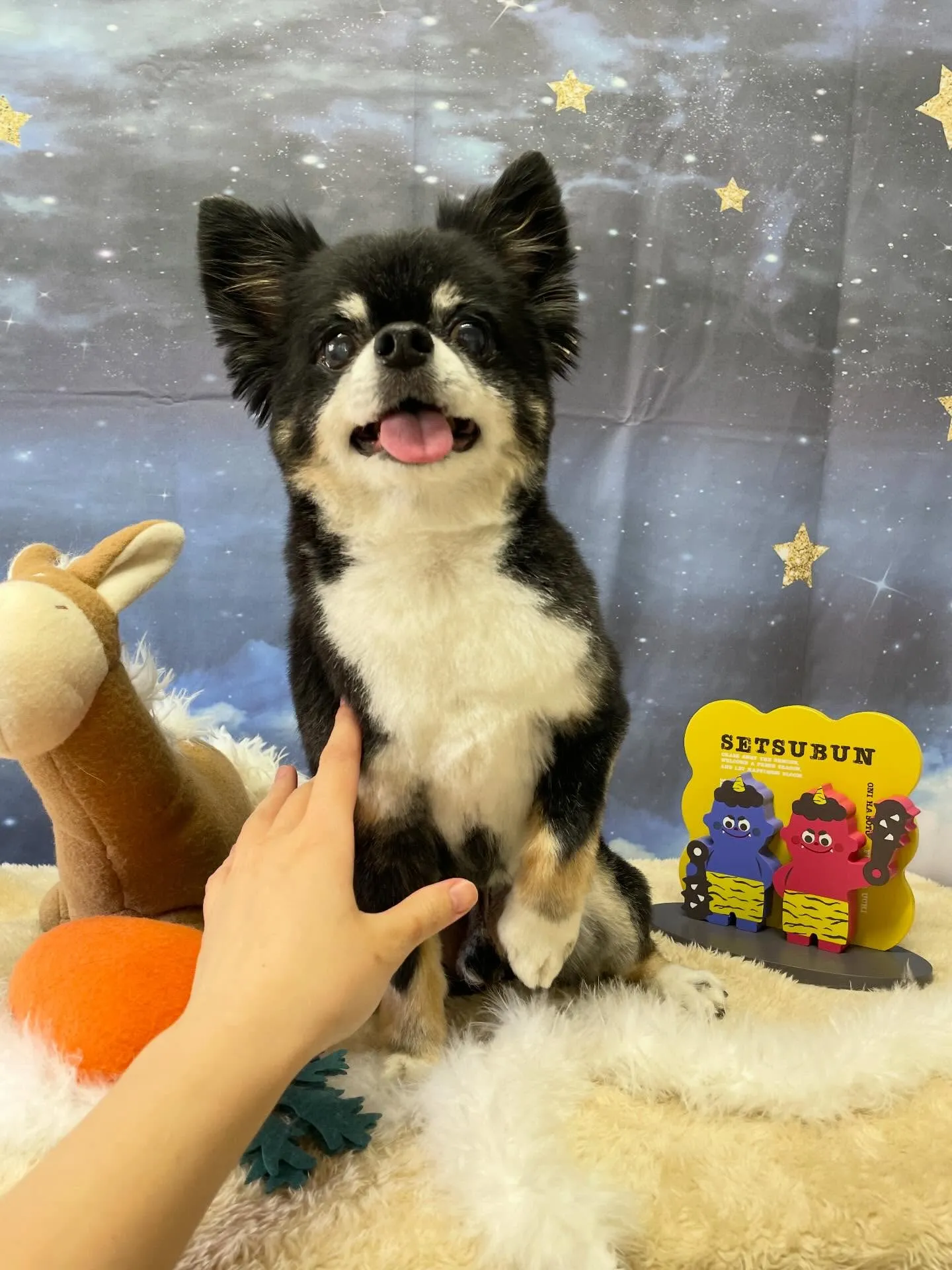 🍃1/18のトリミング🍃チワワ🐶｜名東区・千種区・守山区の動...