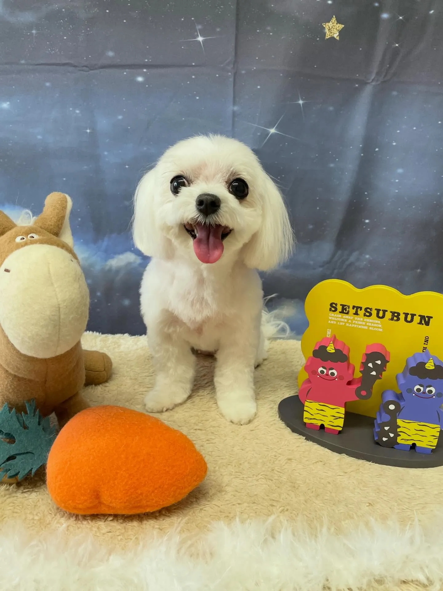 🍃1/20のトリミング🍃マルチーズ🐶｜名東区・千種区・守山区...