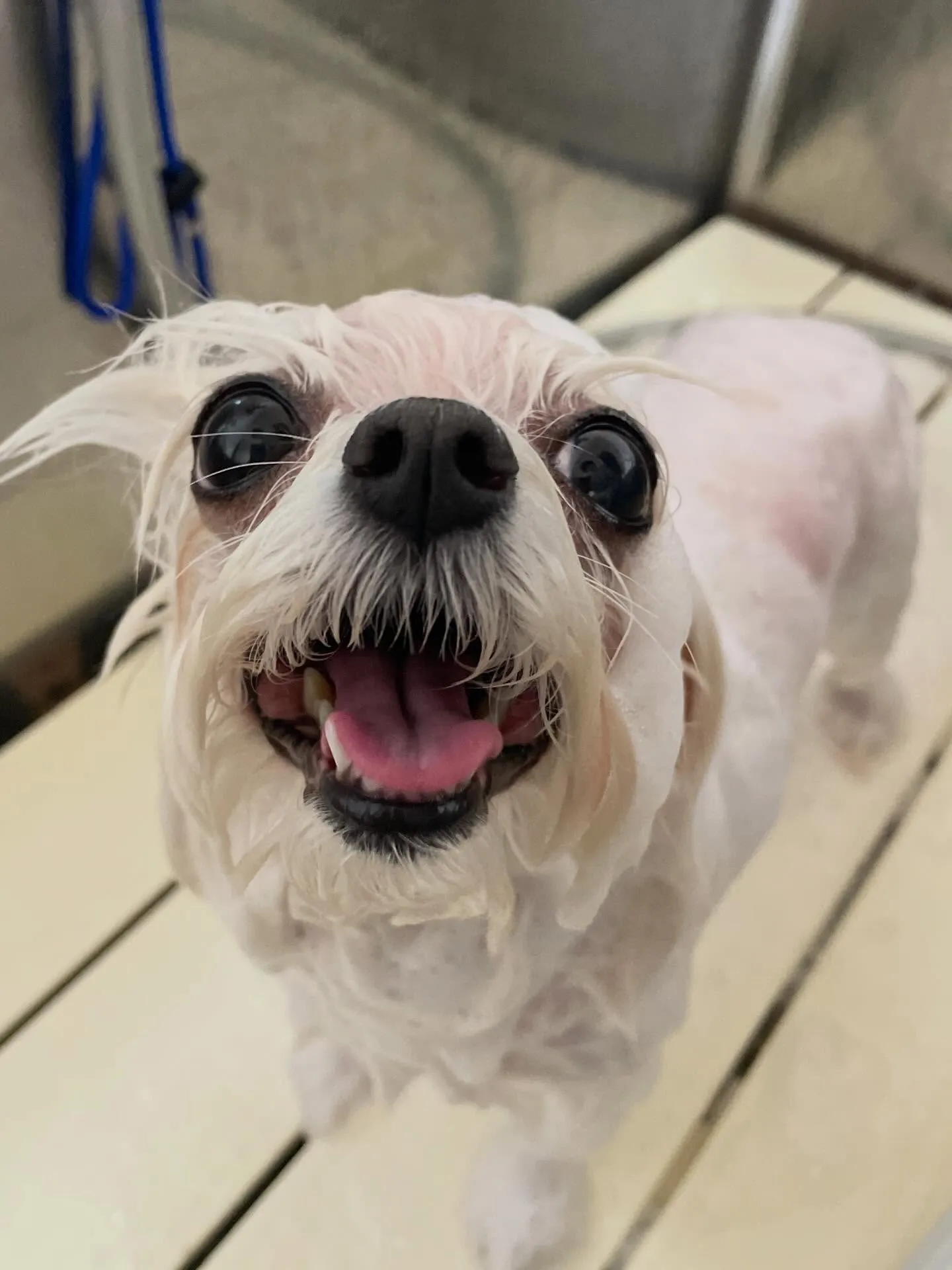 🍃1/20のトリミング🍃マルチーズ🐶｜名東区・千種区・守山区...