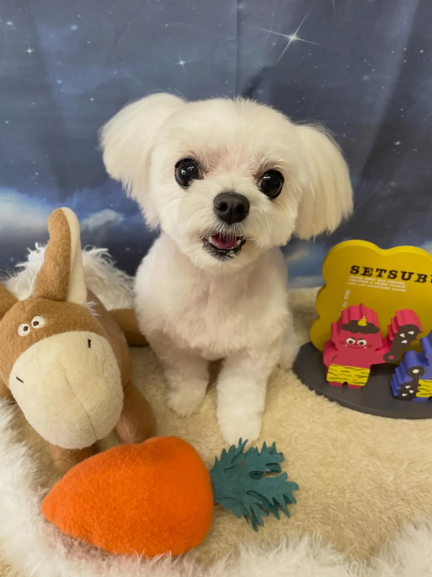 🍃1/20のトリミング🍃マルチーズ🐶｜名東区・千種区・守山区...