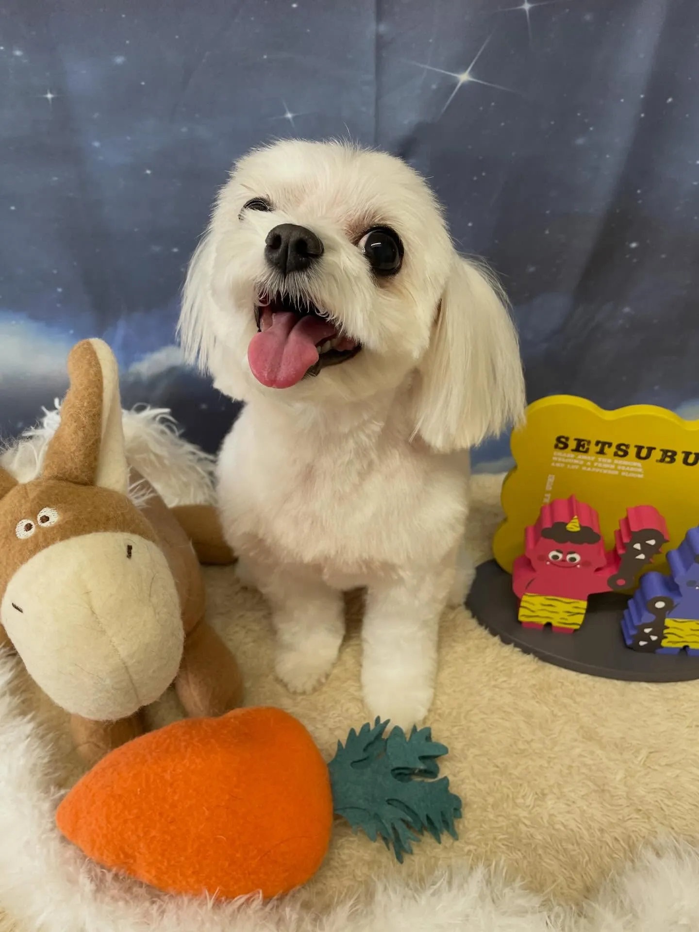 🍃1/20のトリミング🍃マルチーズ🐶｜名東区・千種区・守山区...