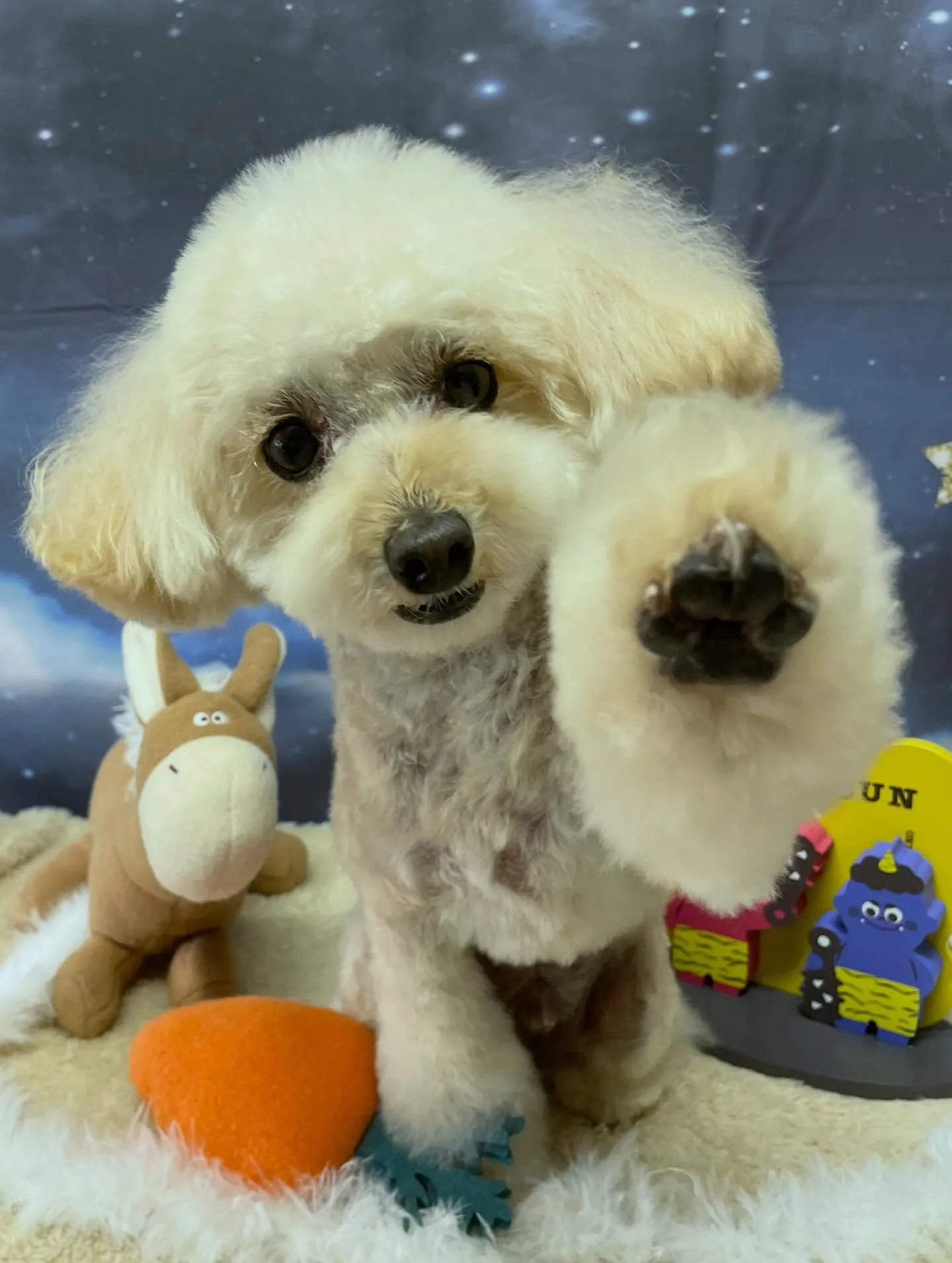 🍃1/20のトリミング🍃プードル🐶｜名東区・千種区・守山区の...