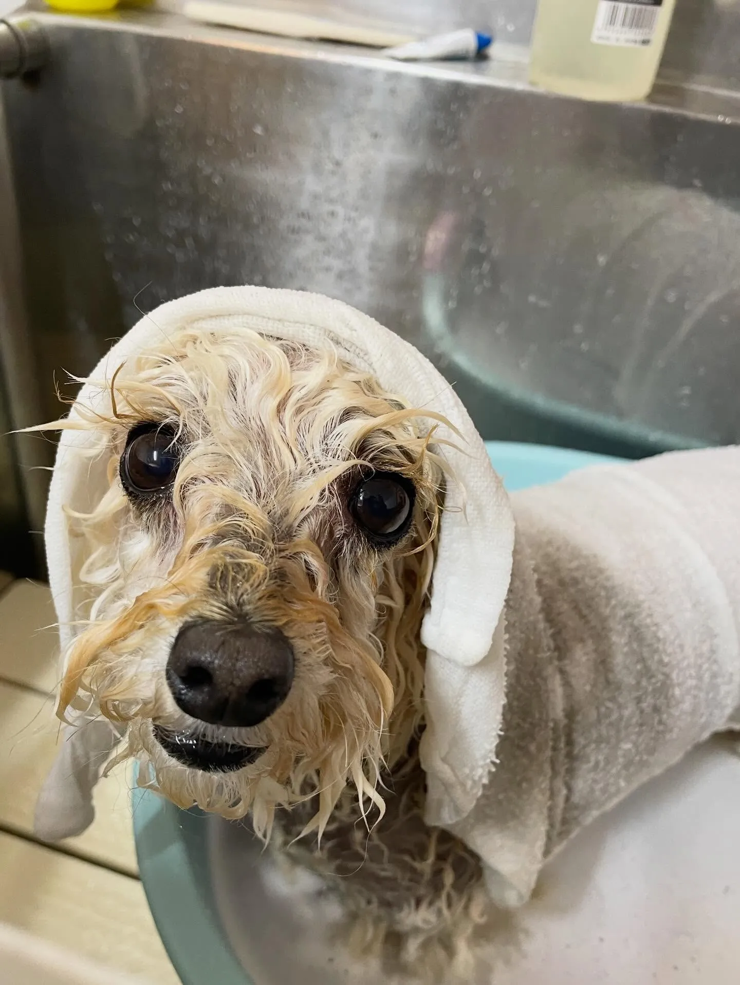 🍃1/20のトリミング🍃プードル🐶｜名東区・千種区・守山区の...