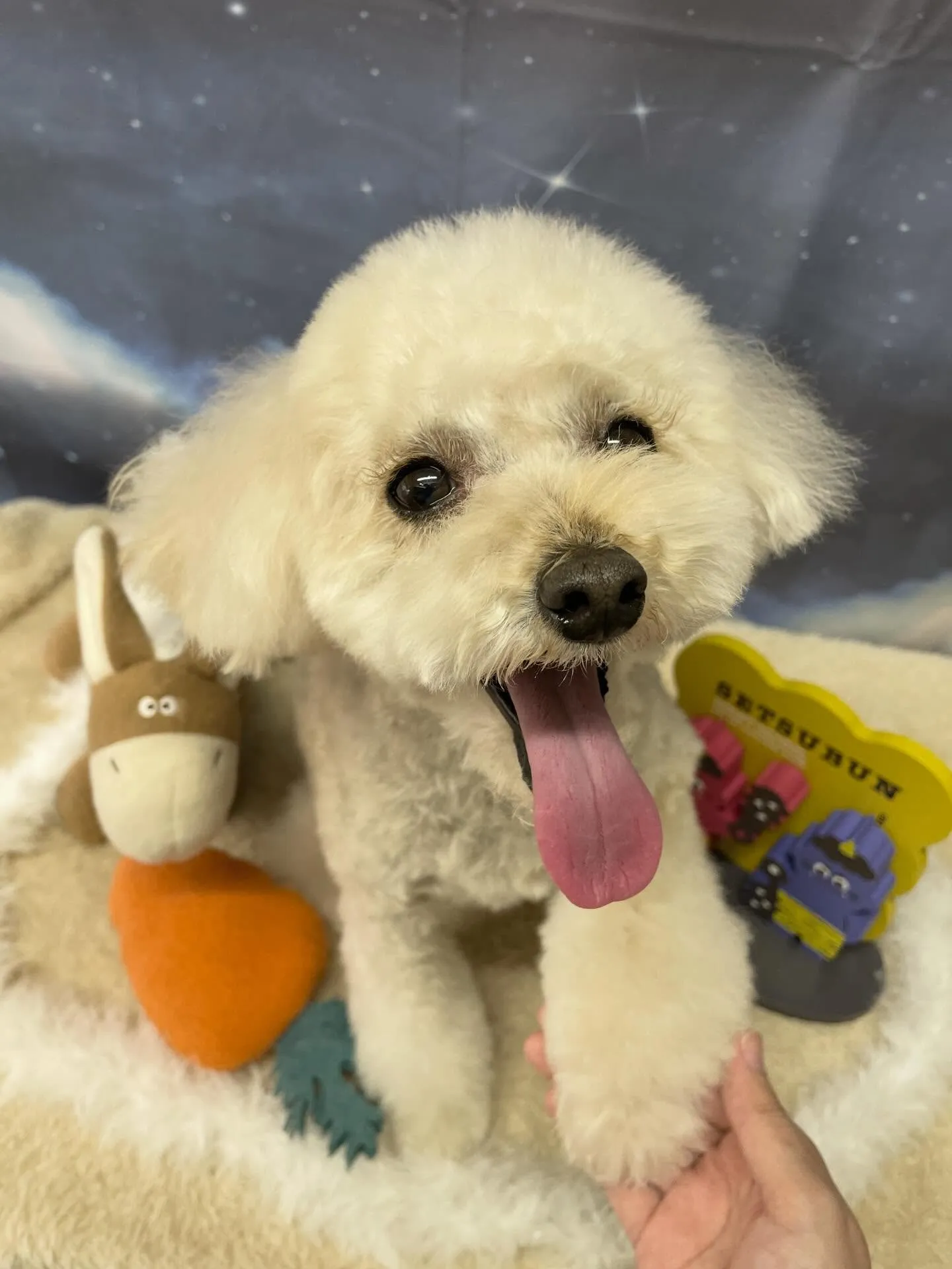 🍃1/20のトリミング🍃プードル🐶｜名東区・千種区・守山区の...