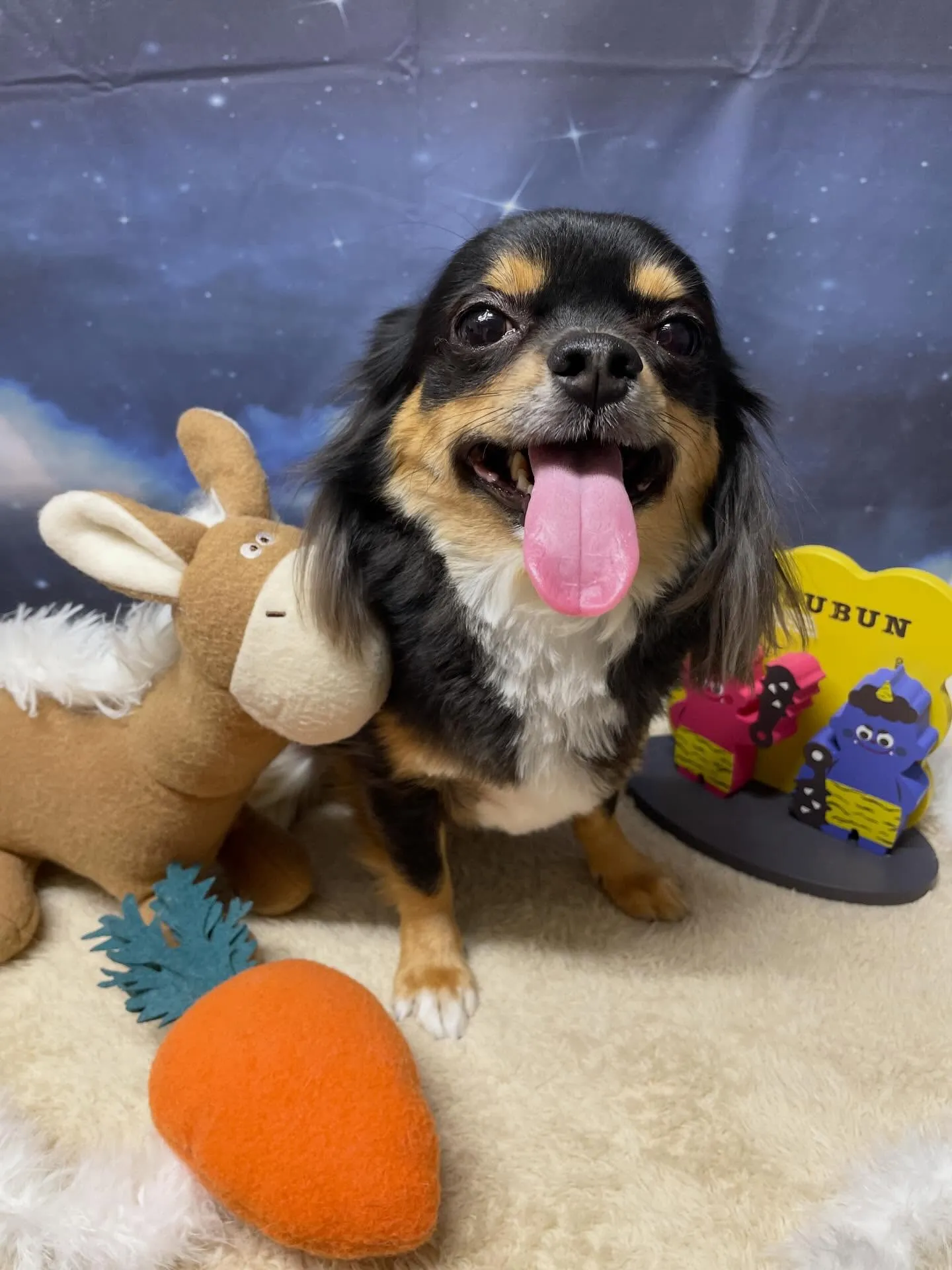 🍃1/20のトリミング🍃チワワ🐶｜名東区・千種区・守山区の動...