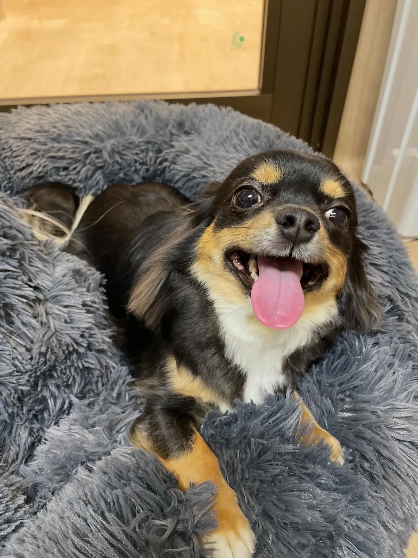 🍃1/20のトリミング🍃チワワ🐶｜名東区・千種区・守山区の動...