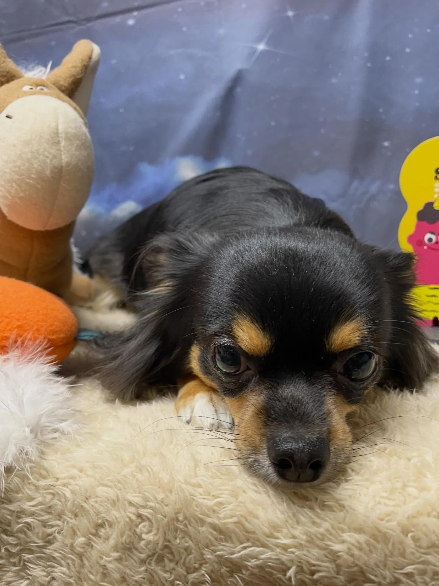 🍃1/20のトリミング🍃チワワ🐶｜名東区・千種区・守山区の動...