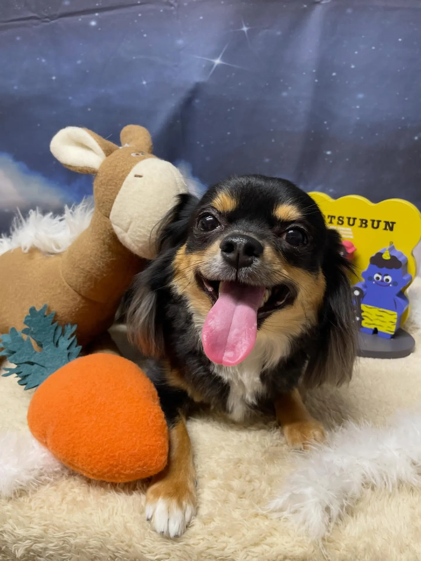 🍃1/20のトリミング🍃チワワ🐶｜名東区・千種区・守山区の動...