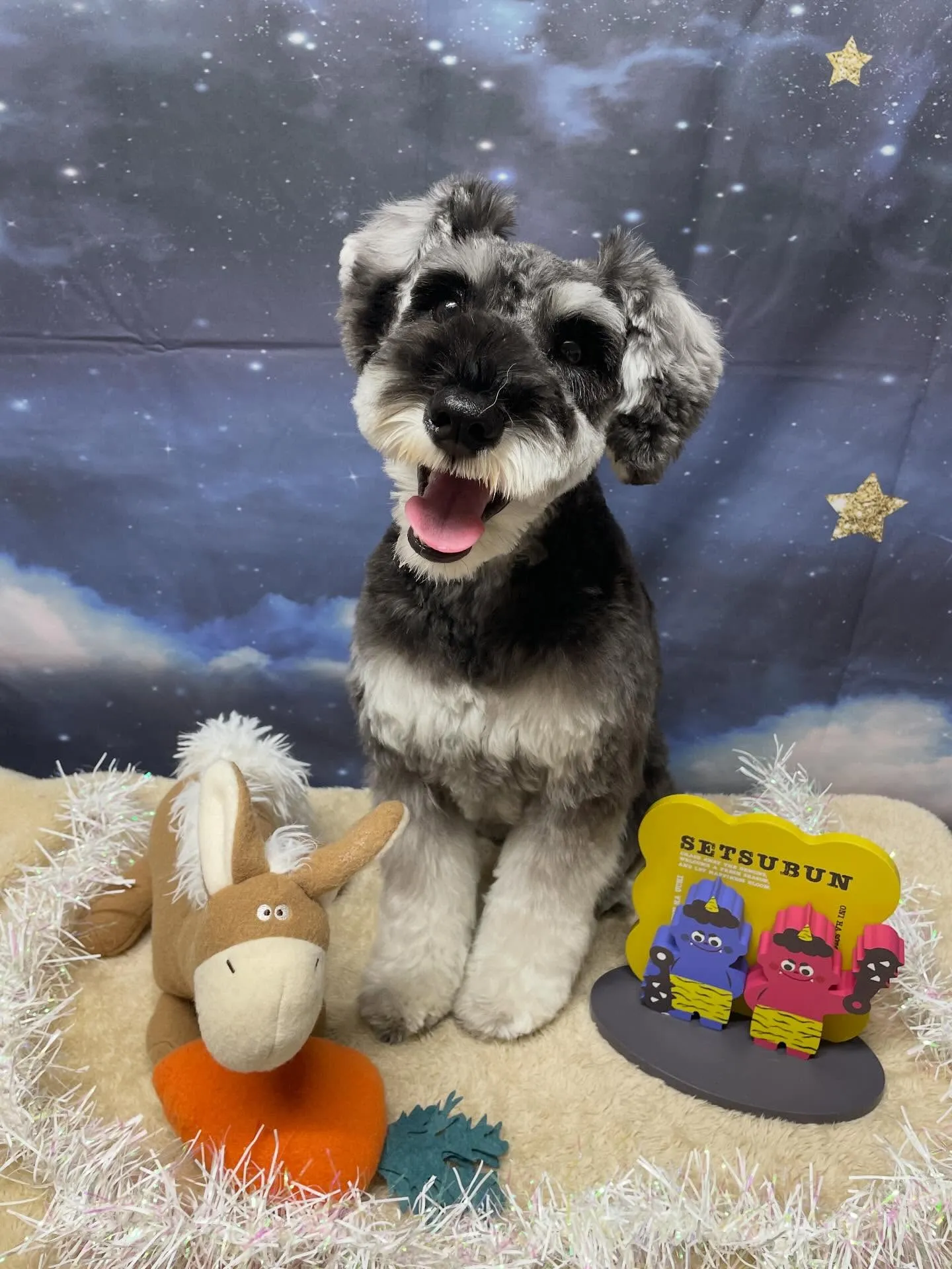 🍃1/21のトリミング🍃シュナウザー🐶｜名東区・千種区・守山...