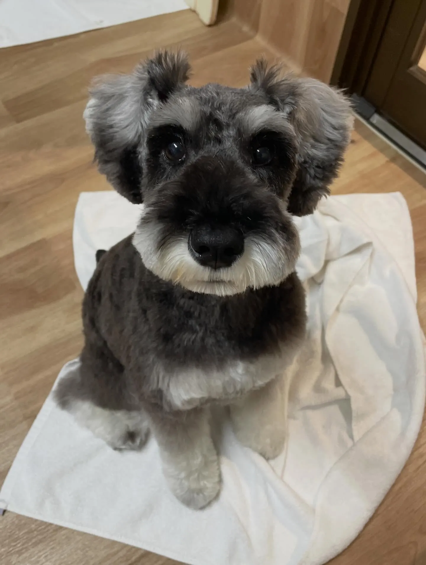 🍃1/21のトリミング🍃シュナウザー🐶｜名東区・千種区・守山...