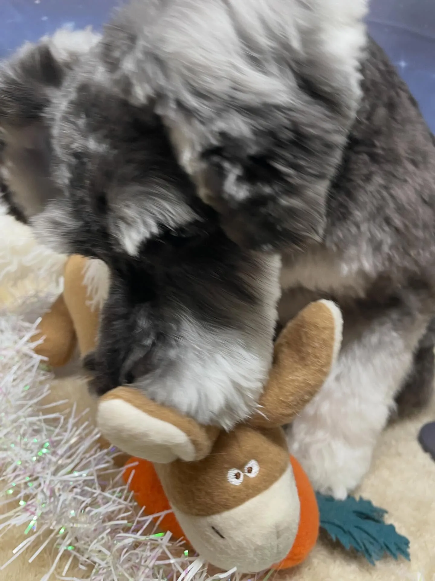 🍃1/21のトリミング🍃シュナウザー🐶｜名東区・千種区・守山...