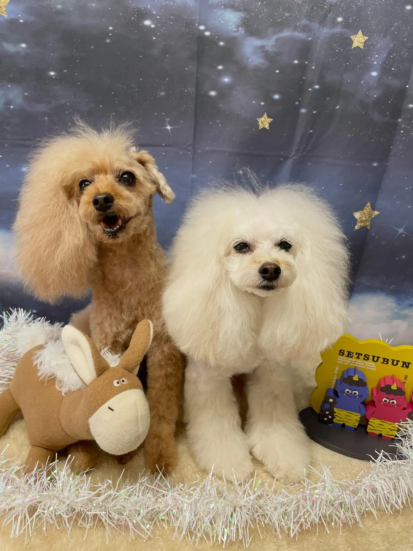 🍃1/23のトリミング🍃プードル🐶｜名東区・千種区・守山区の...