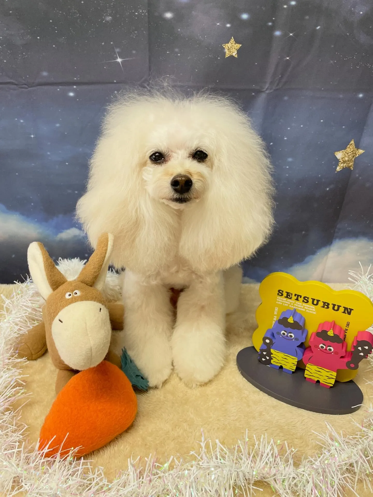 🍃1/23のトリミング🍃プードル🐶｜名東区・千種区・守山区の...