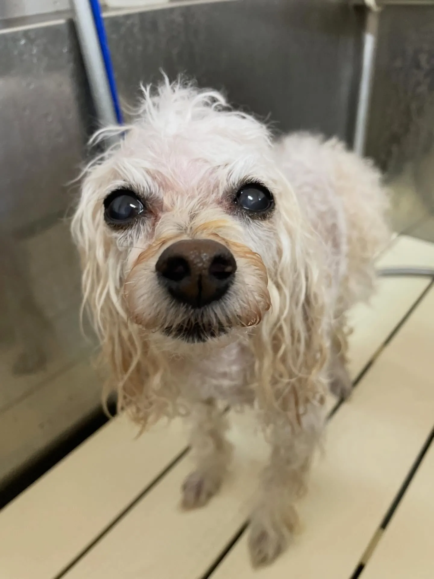 🍃1/23のトリミング🍃プードル🐶｜名東区・千種区・守山区の...