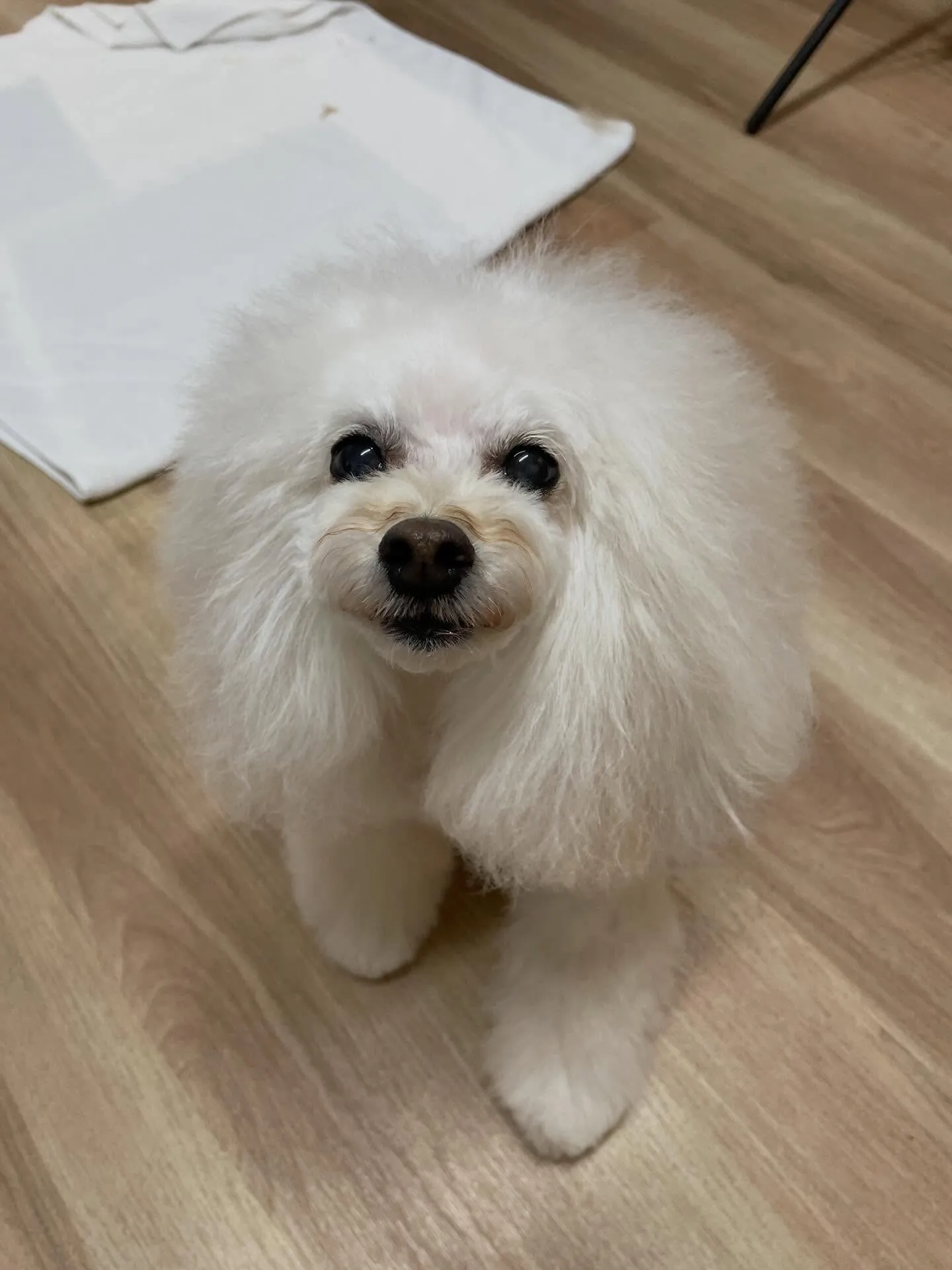 🍃1/23のトリミング🍃プードル🐶｜名東区・千種区・守山区の...