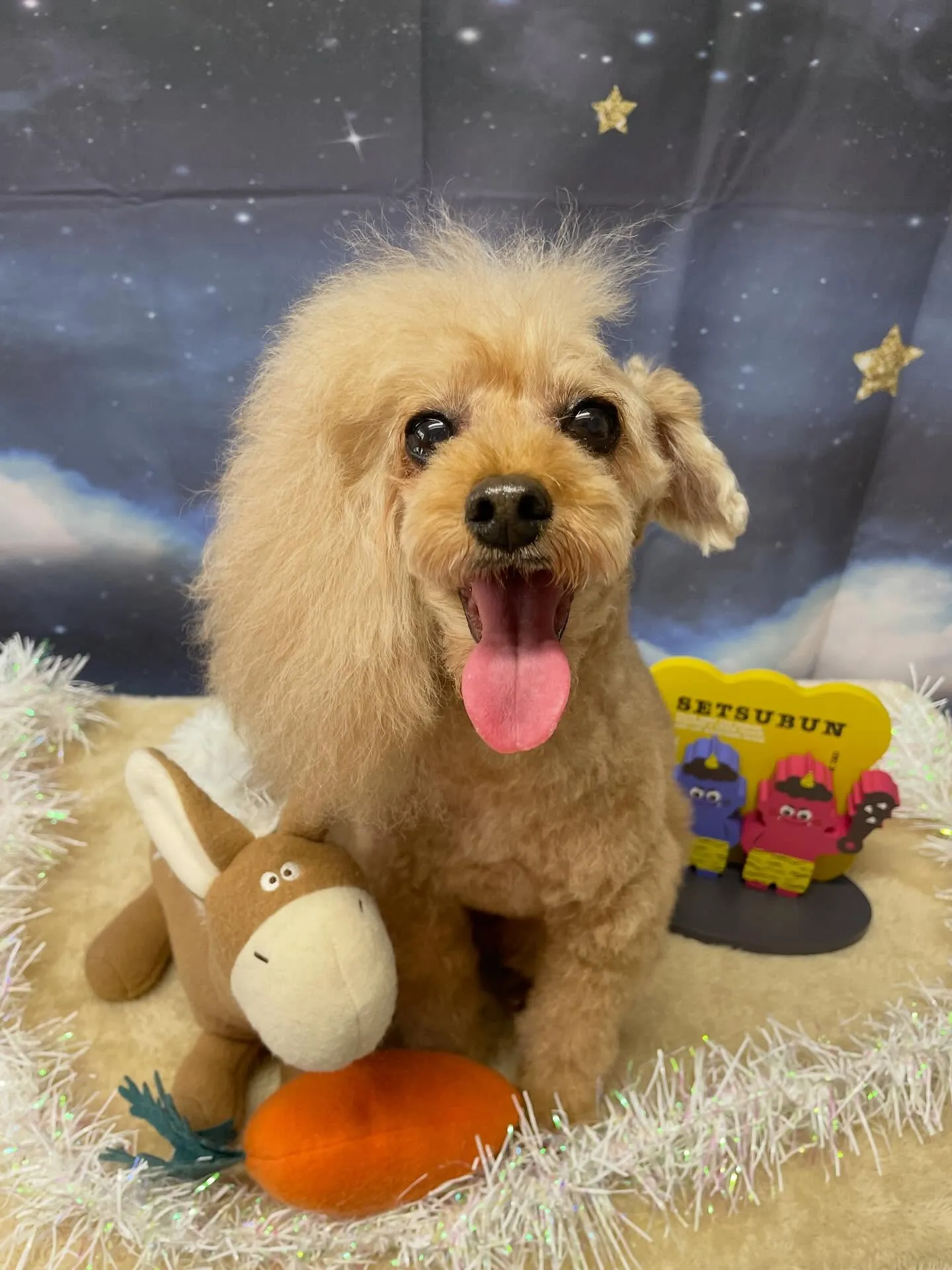 🍃1/23のトリミング🍃プードル🐶｜名東区・千種区・守山区の...