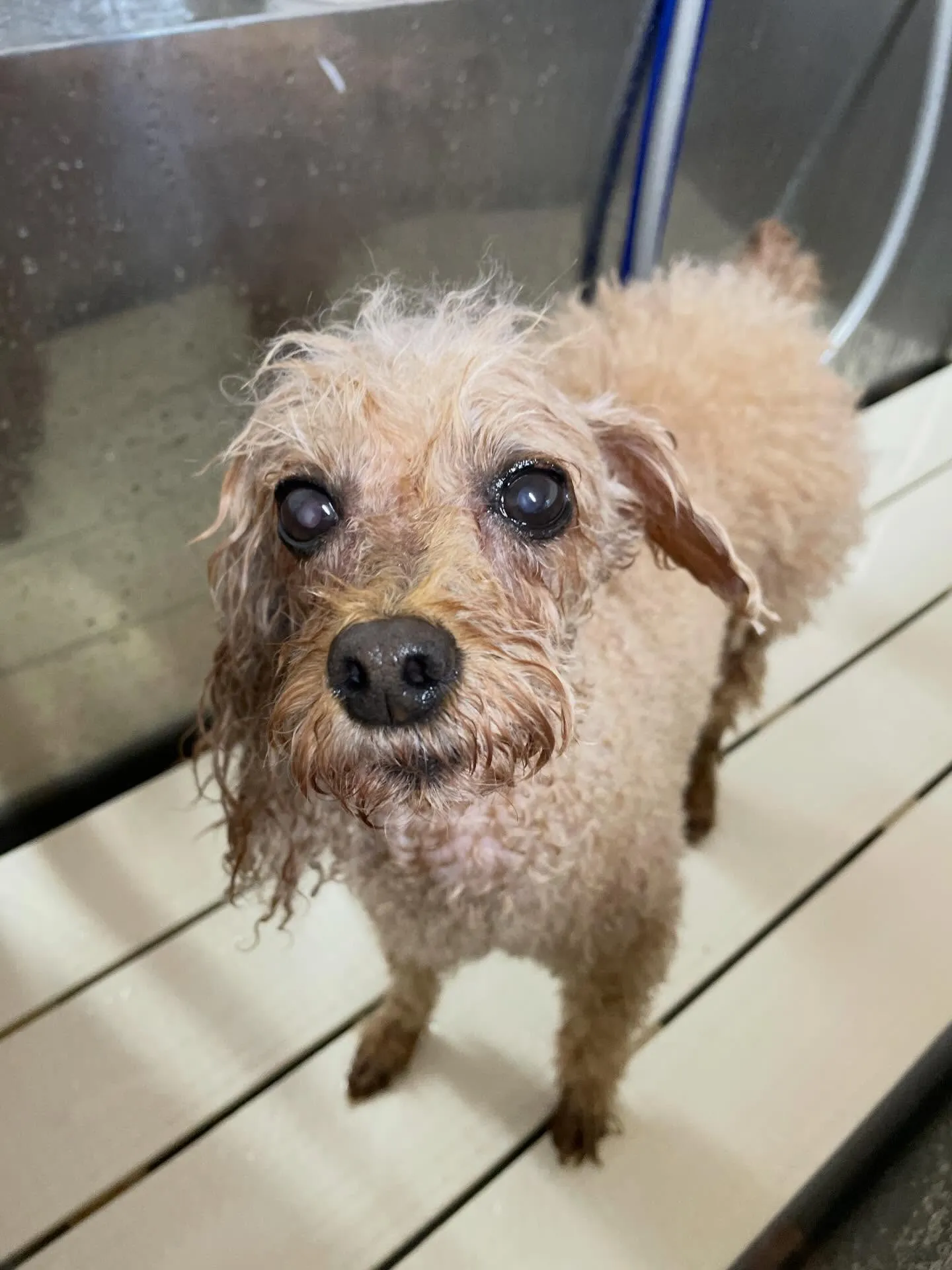 🍃1/23のトリミング🍃プードル🐶｜名東区・千種区・守山区の...