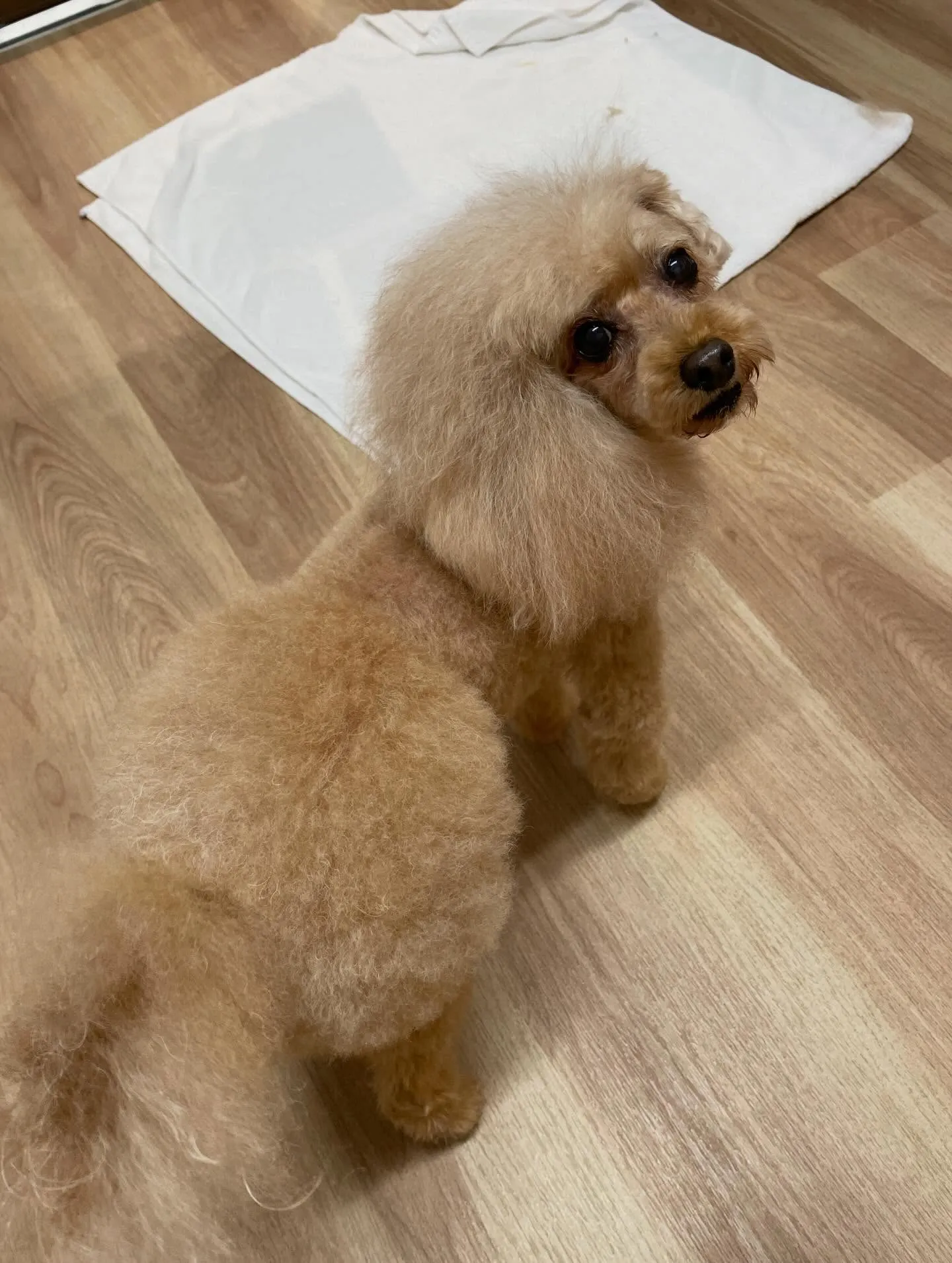 🍃1/23のトリミング🍃プードル🐶｜名東区・千種区・守山区の...