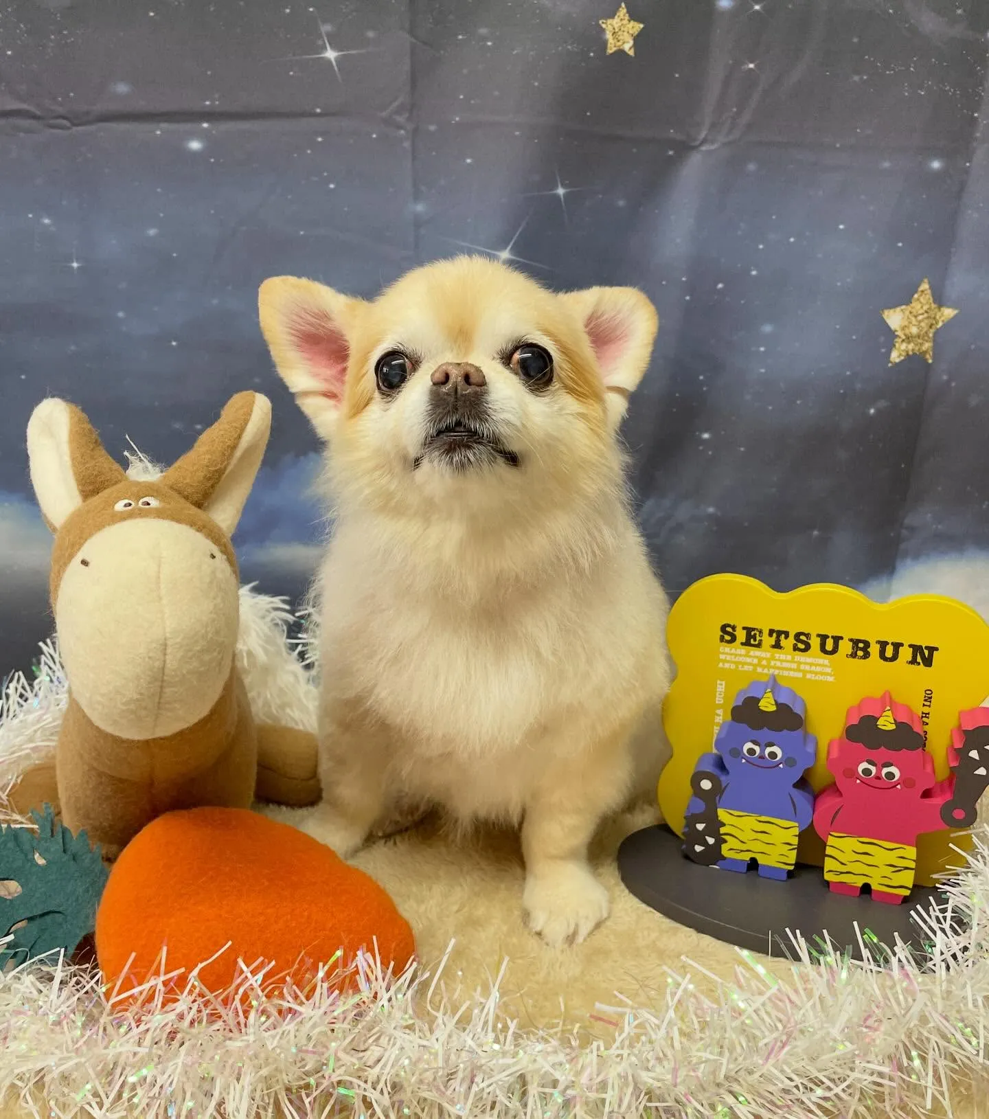 🍃1/23のトリミング🍃チワワ🐶｜名東区・千種区・守山区の動...