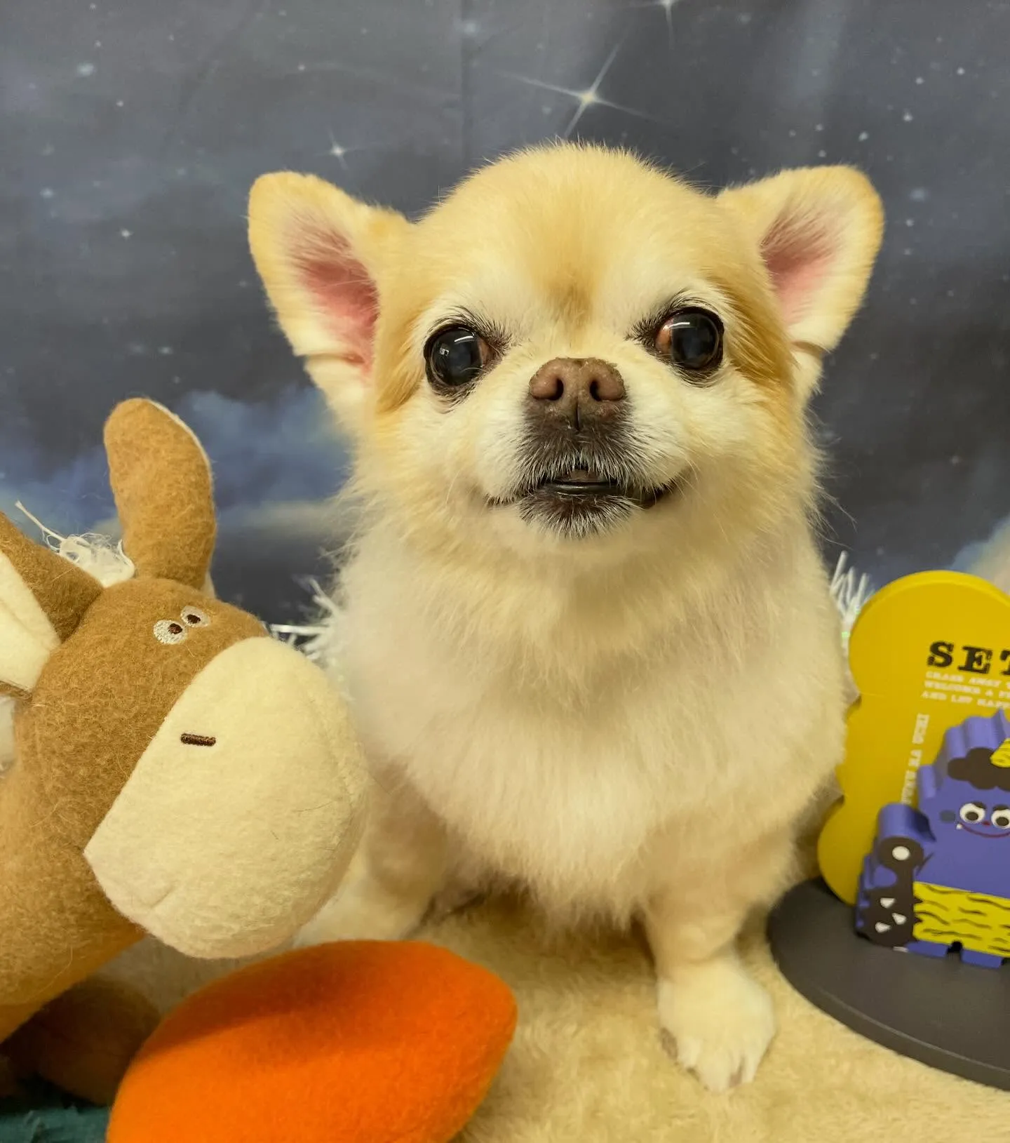 🍃1/23のトリミング🍃チワワ🐶｜名東区・千種区・守山区の動...